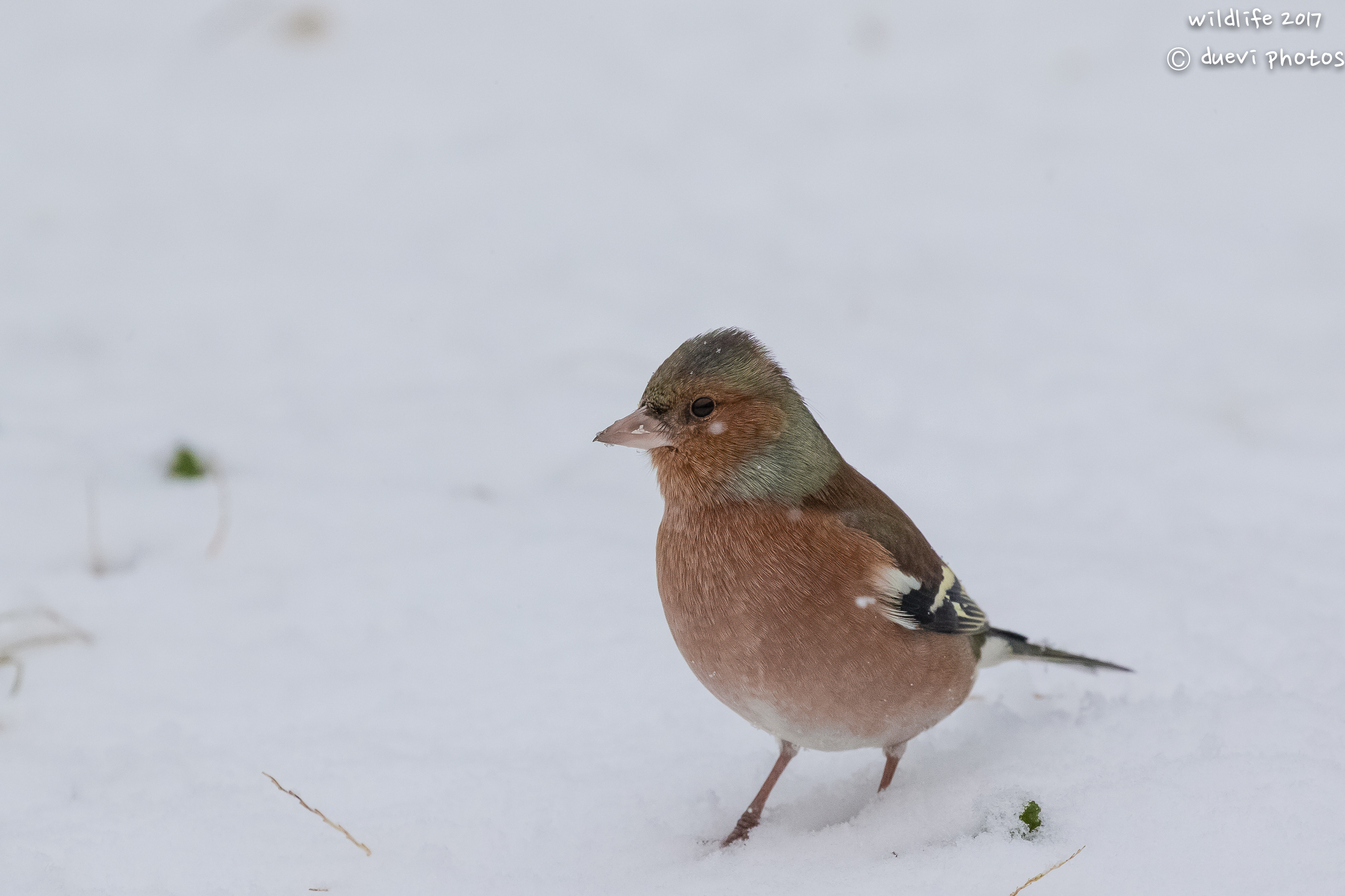 Chaffinch in the snow ....