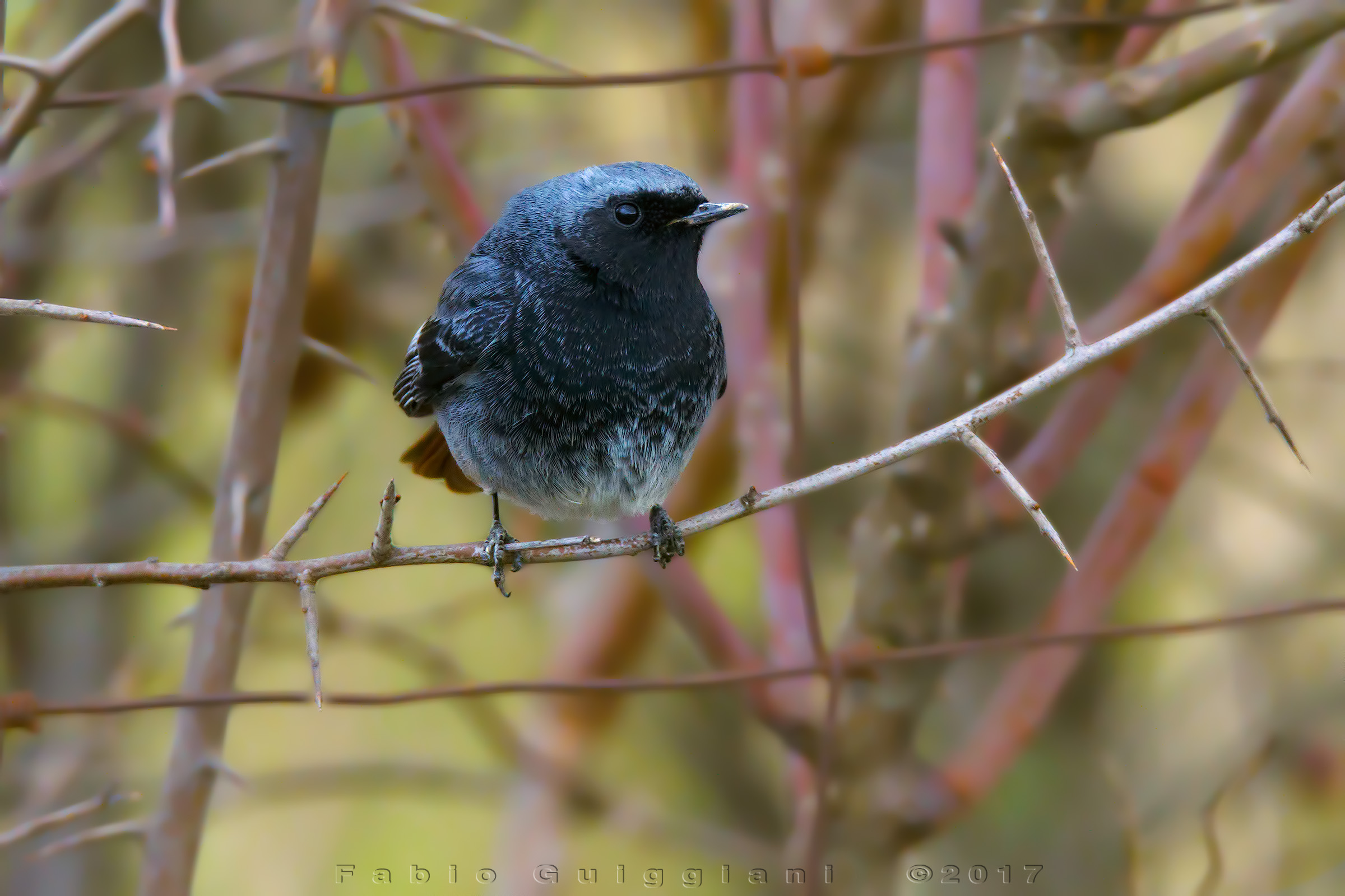 Codirosso spazzacamino