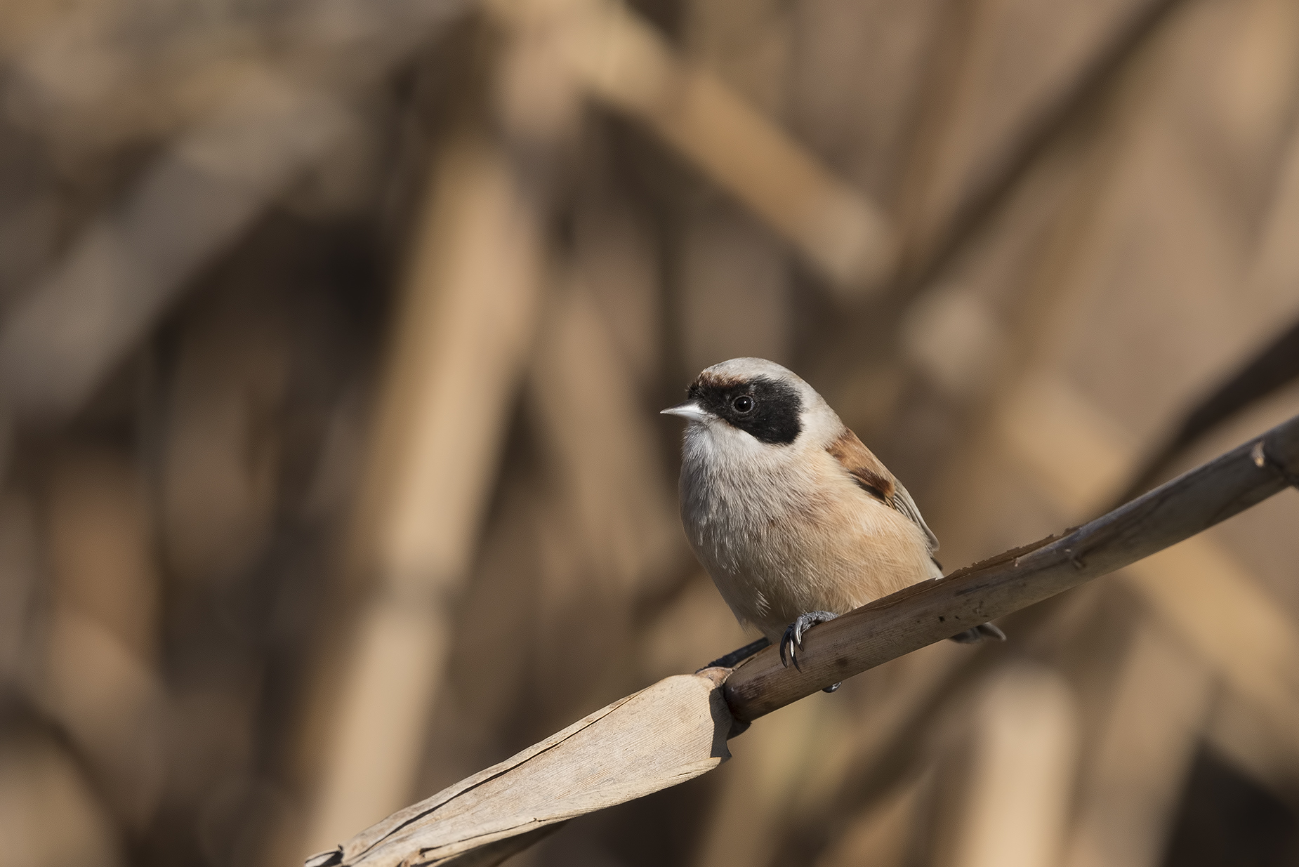 Bearded Tit