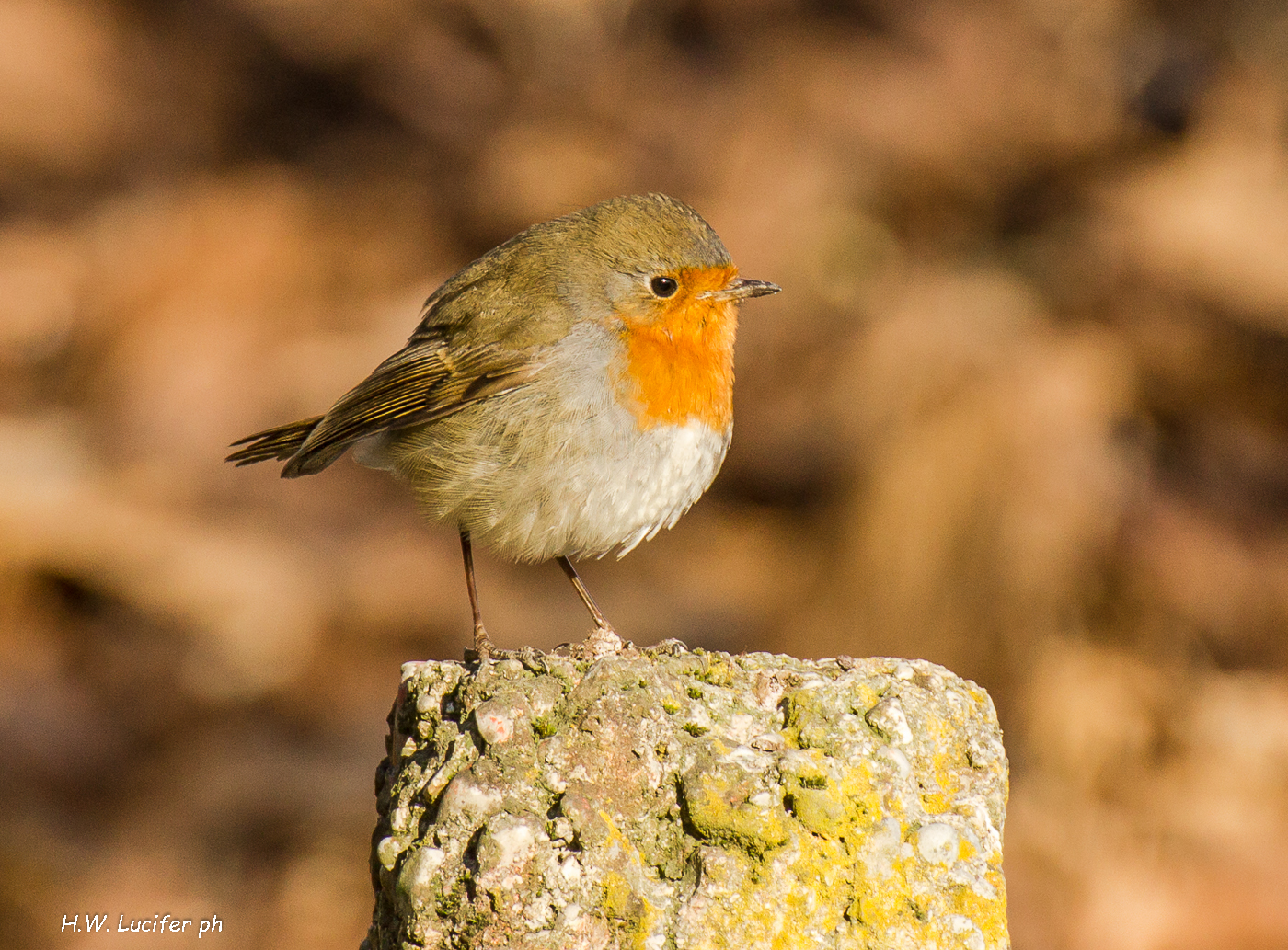 Frutta di stagione...