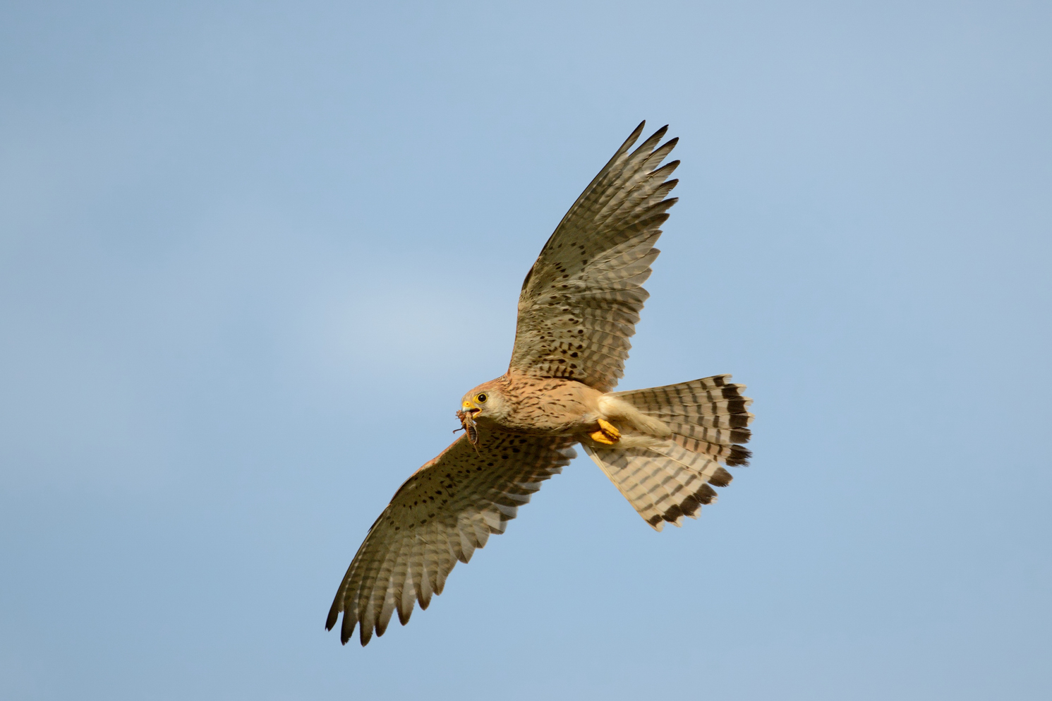 Lesser kestrel