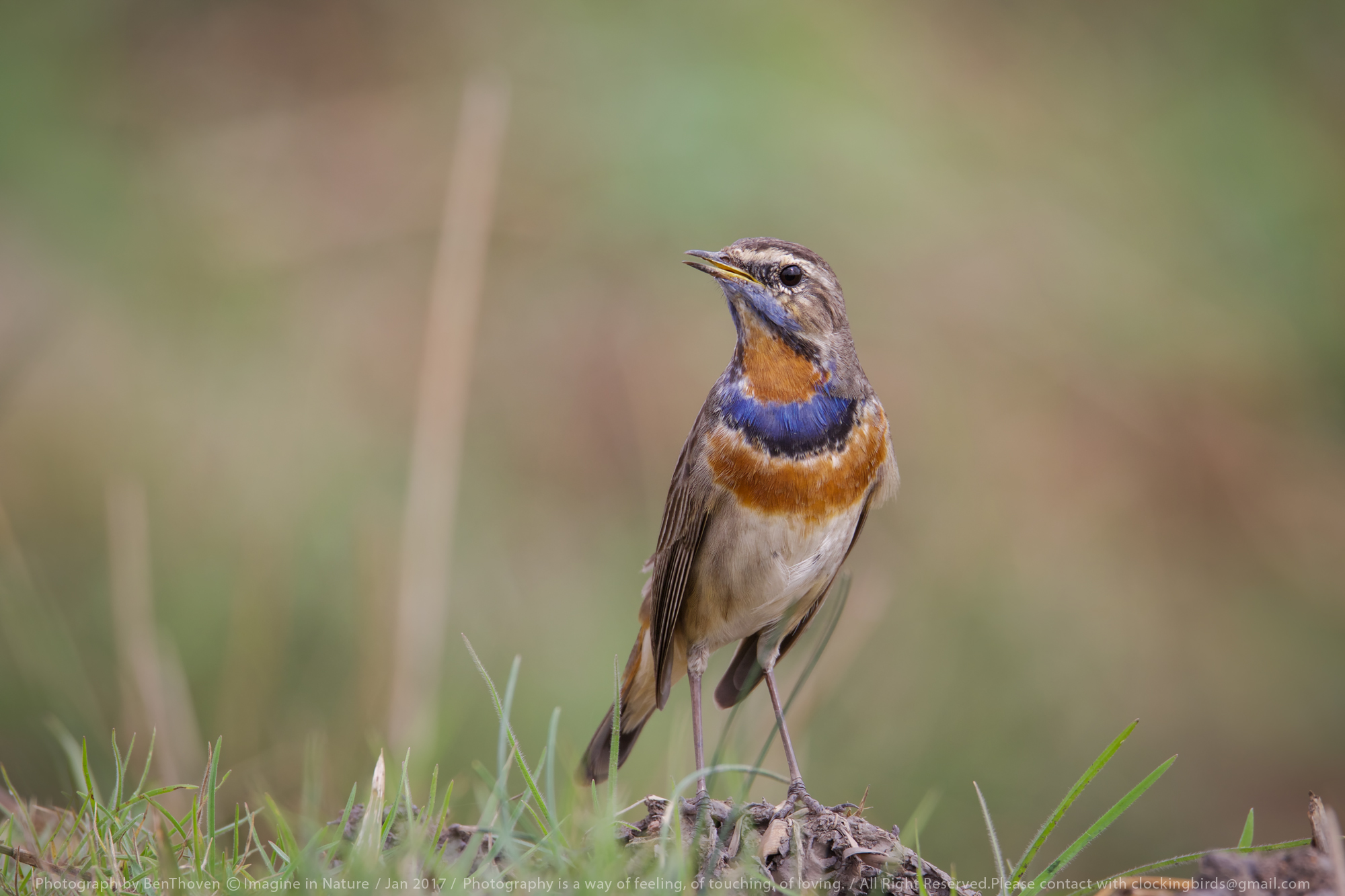 Bluethroat in rice field.