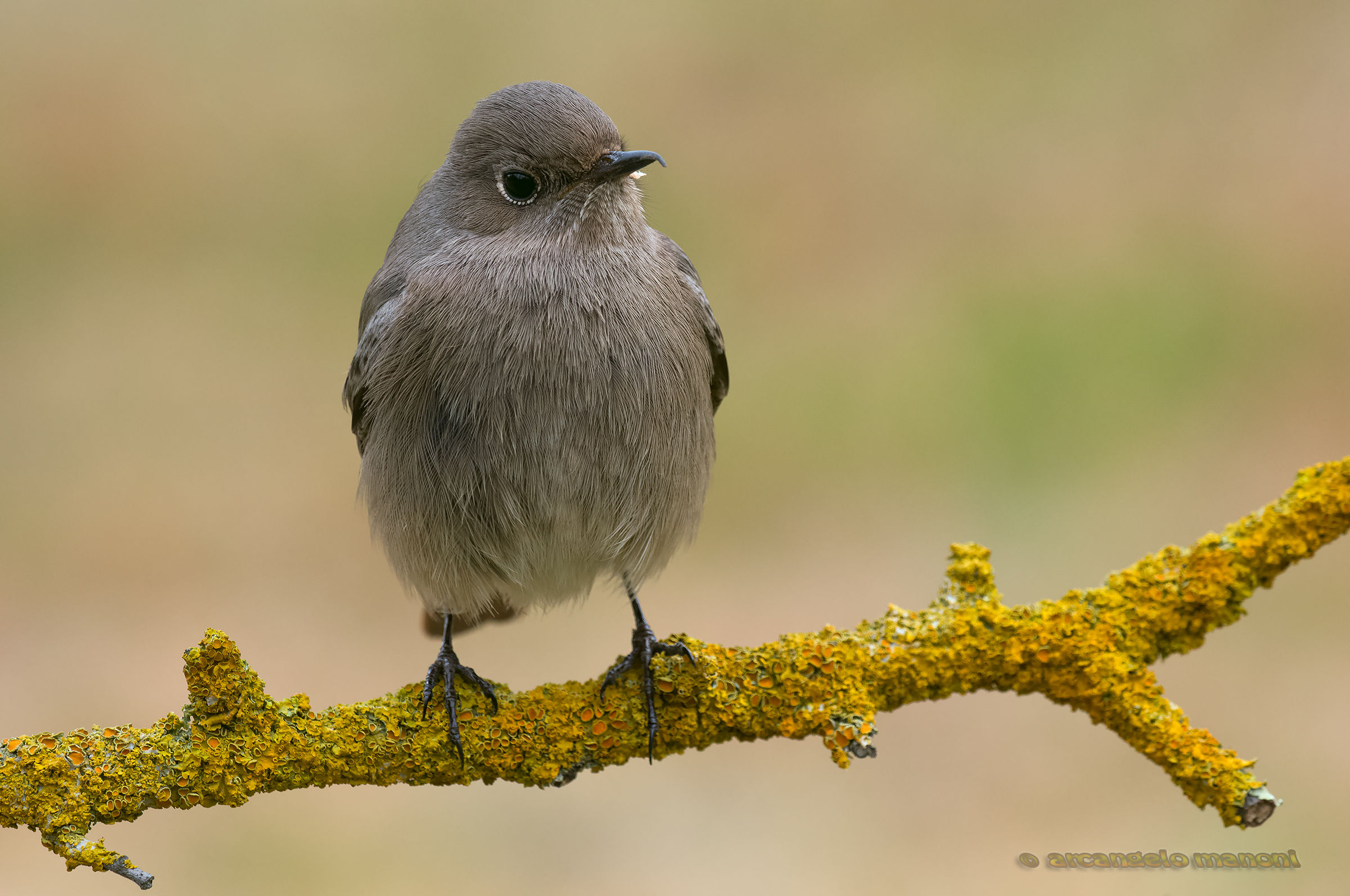 Phoenicurus ochruros