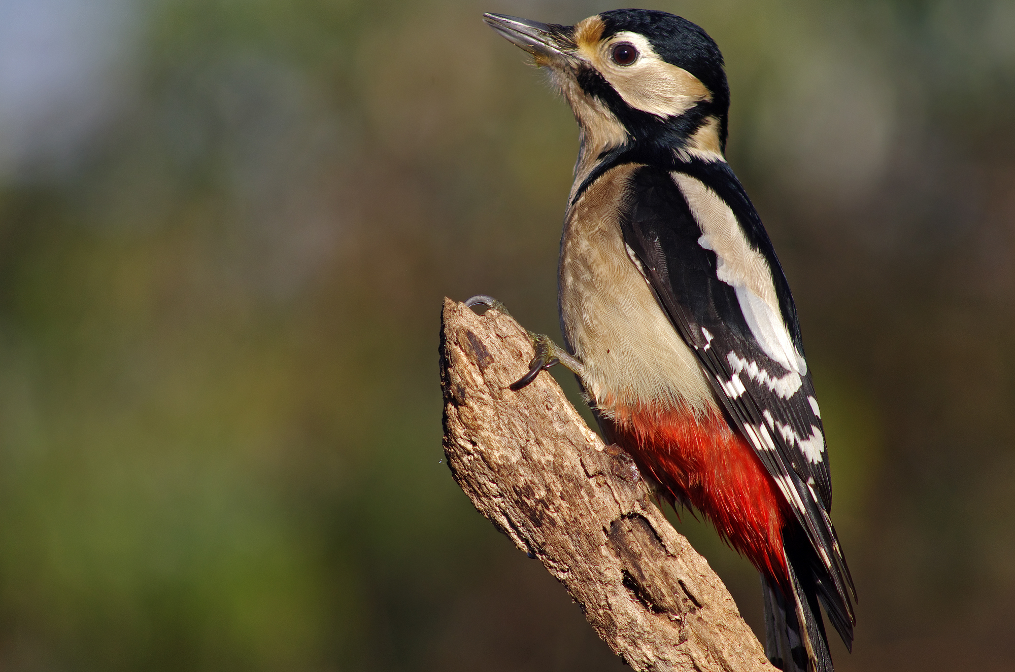 All'improvviso il picchio rosso