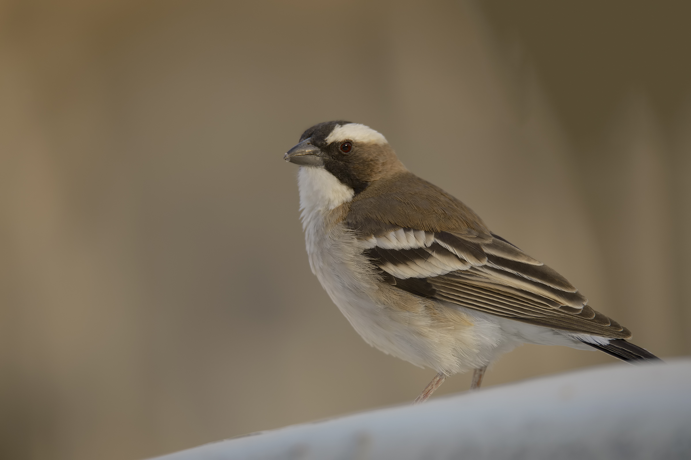 Sparrow Mahali (Weaver)