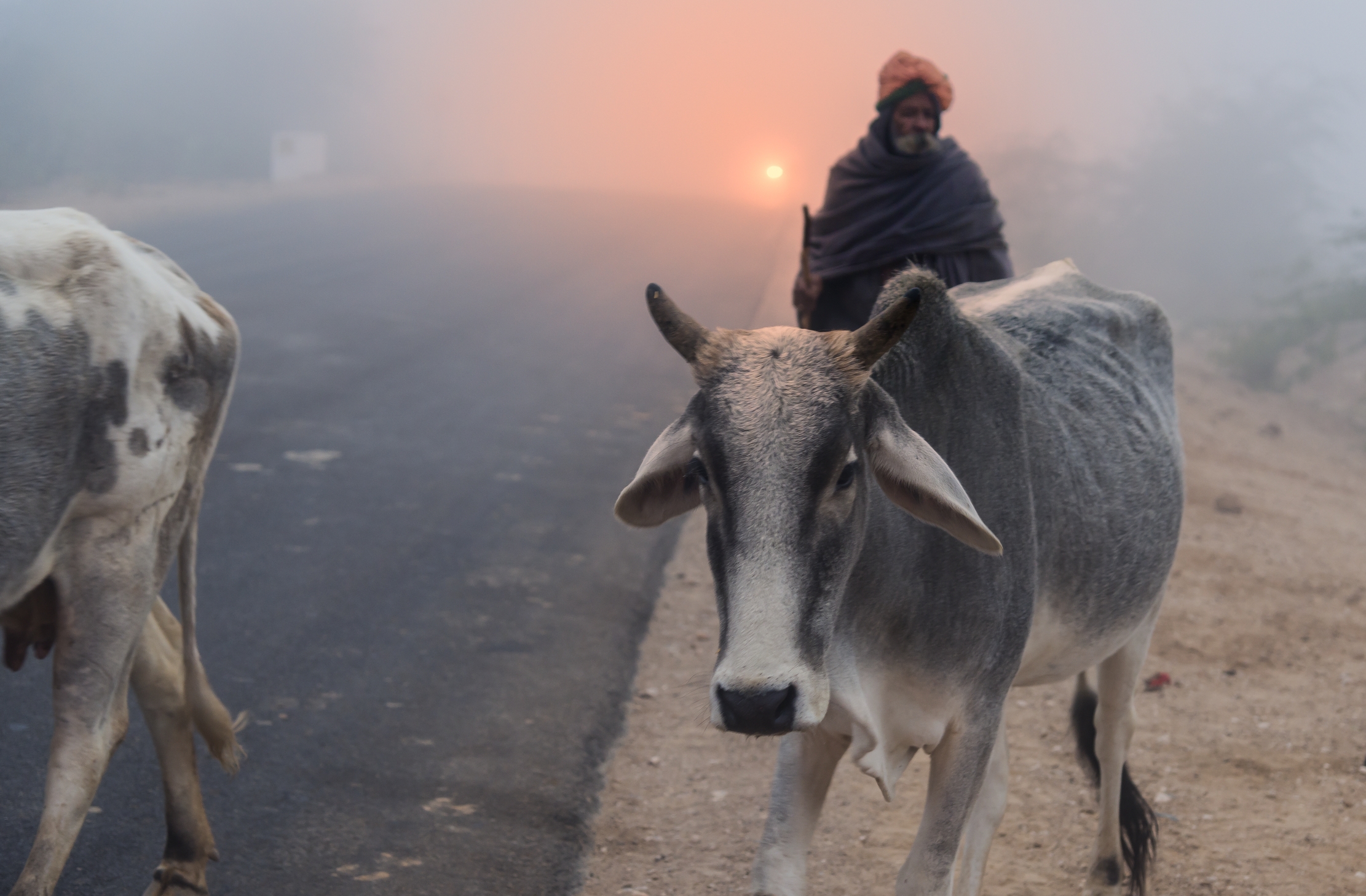 Rajasthan 2017 - Fog on the road