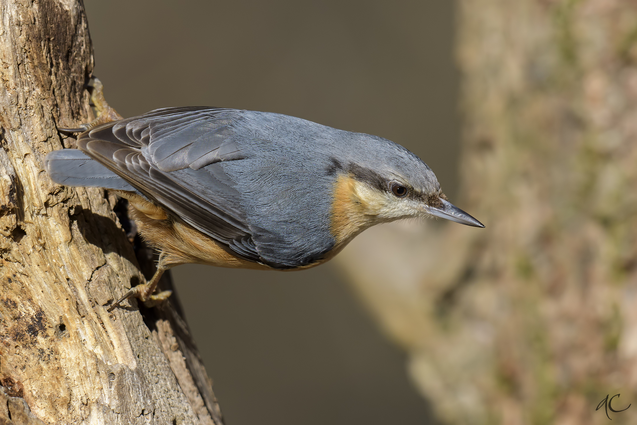 nuthatch