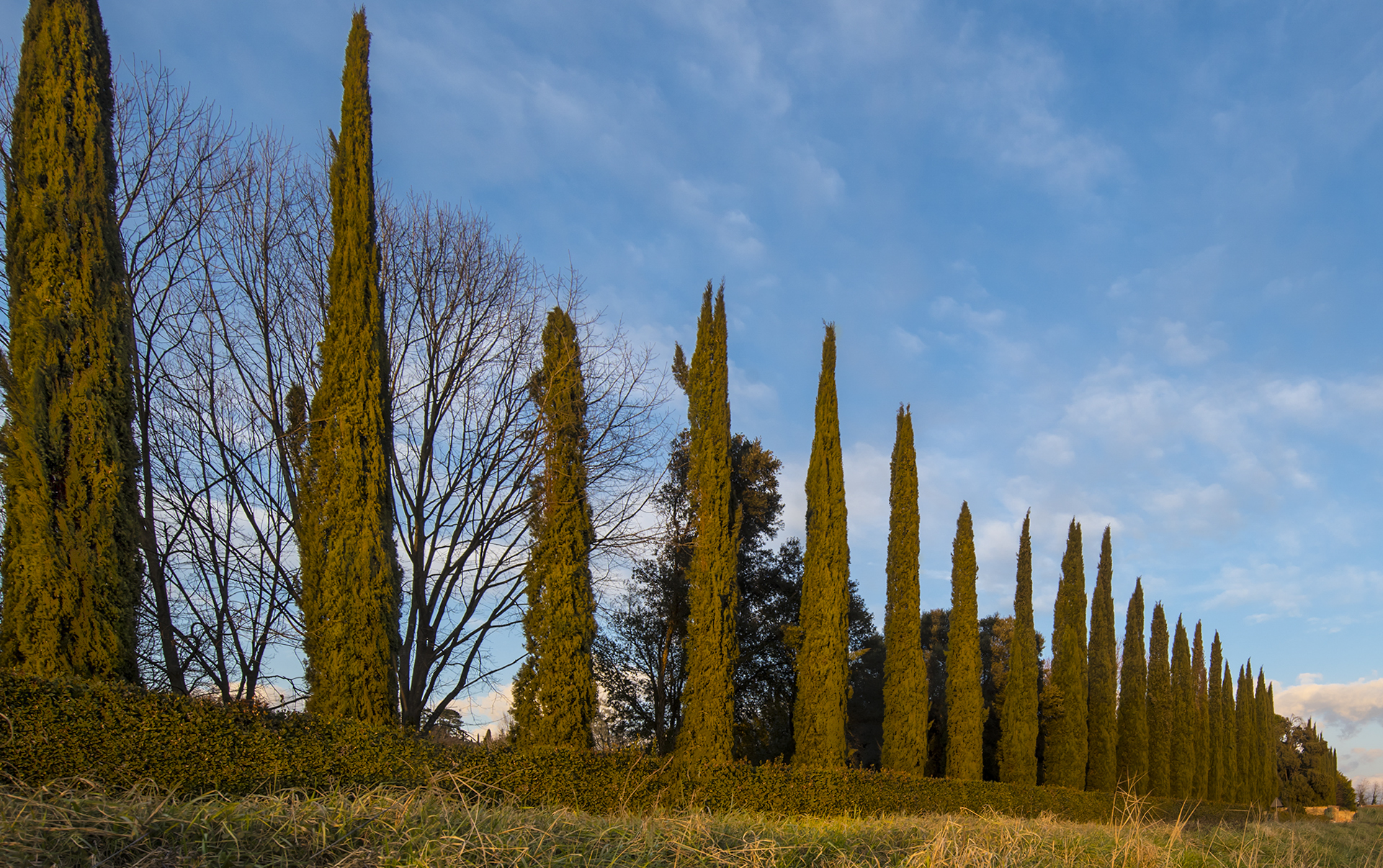 cypresses