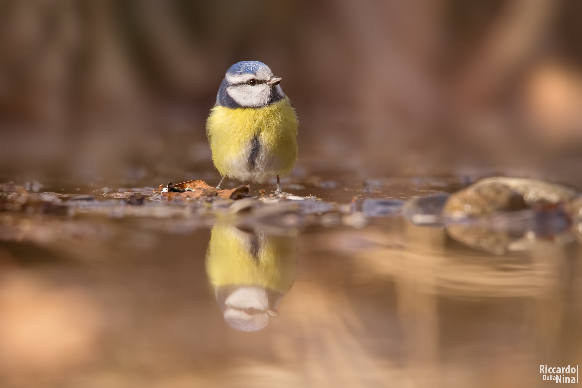 Tit reflected