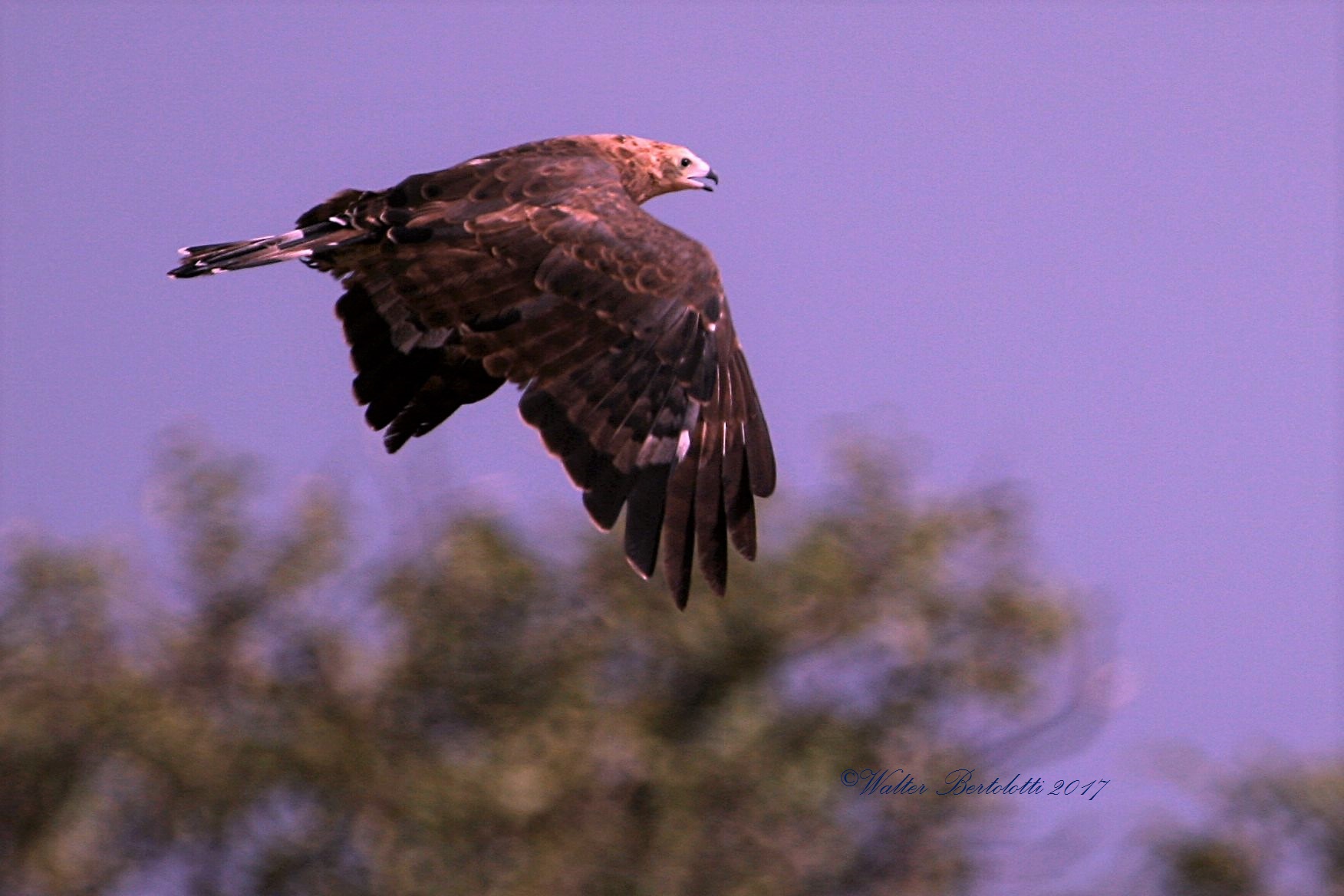African hawk serpentario