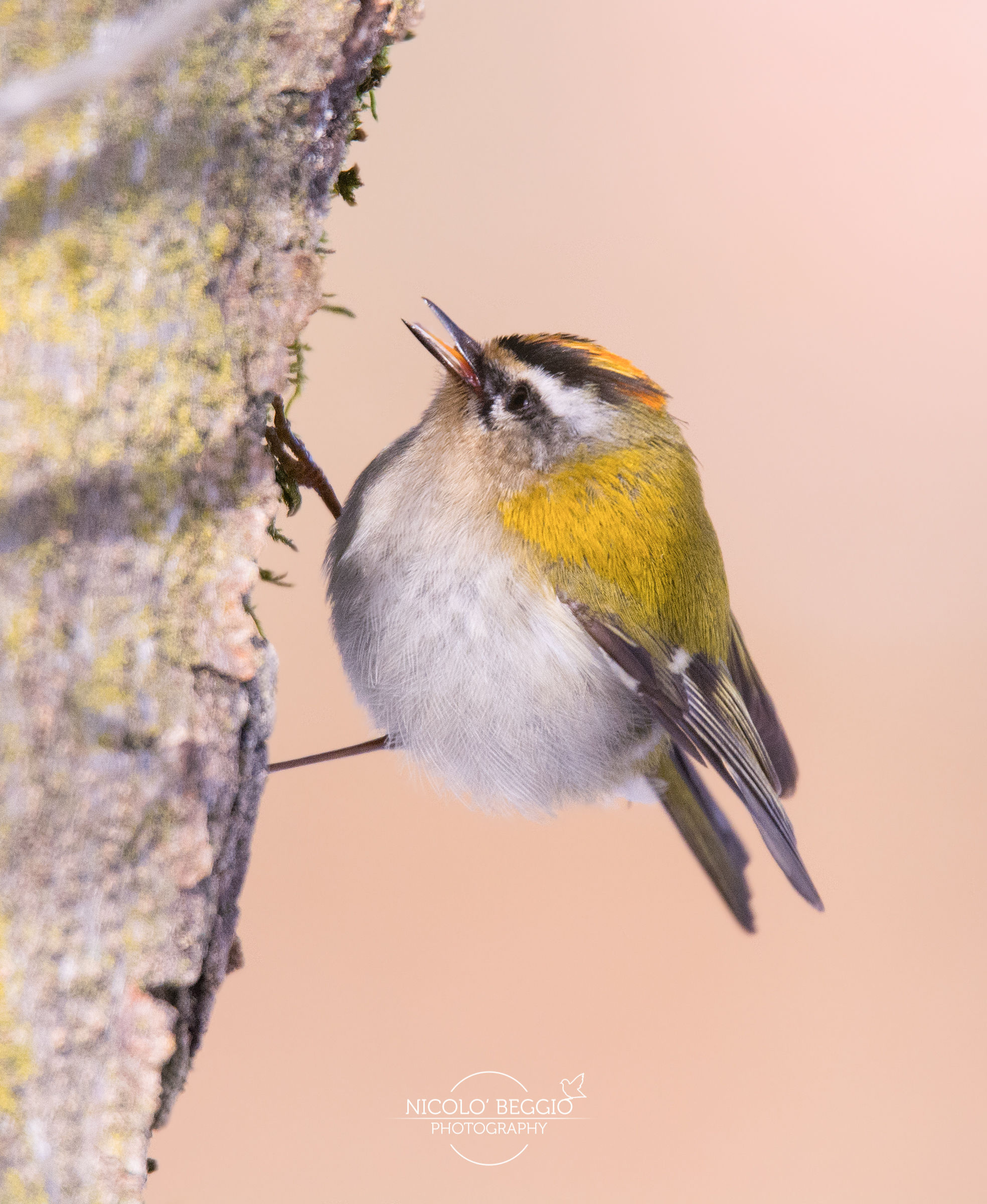 Fiorrancino!! Il primo incontro!