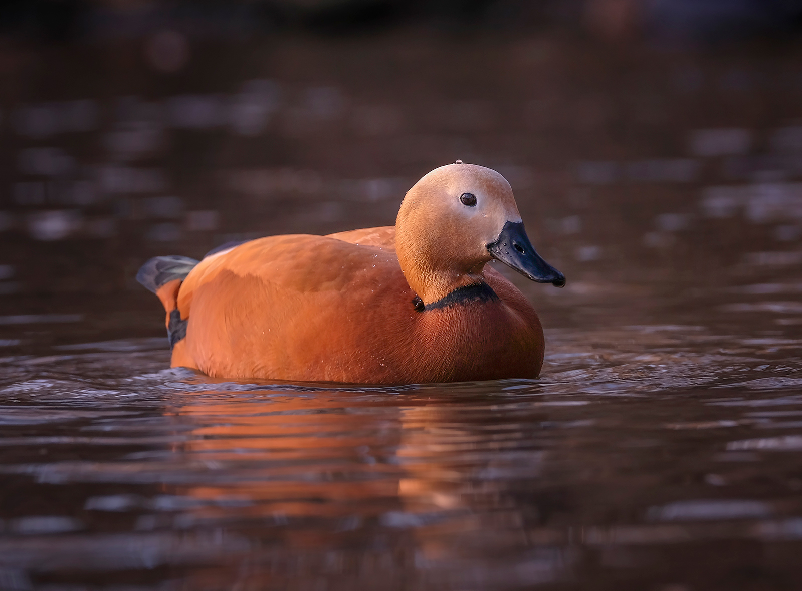 shelduck