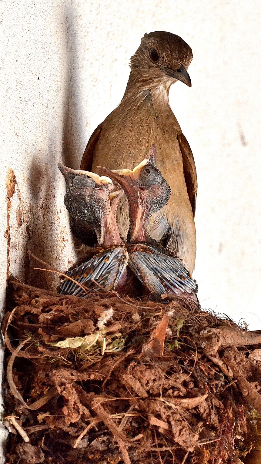 Chiedere per il cibo