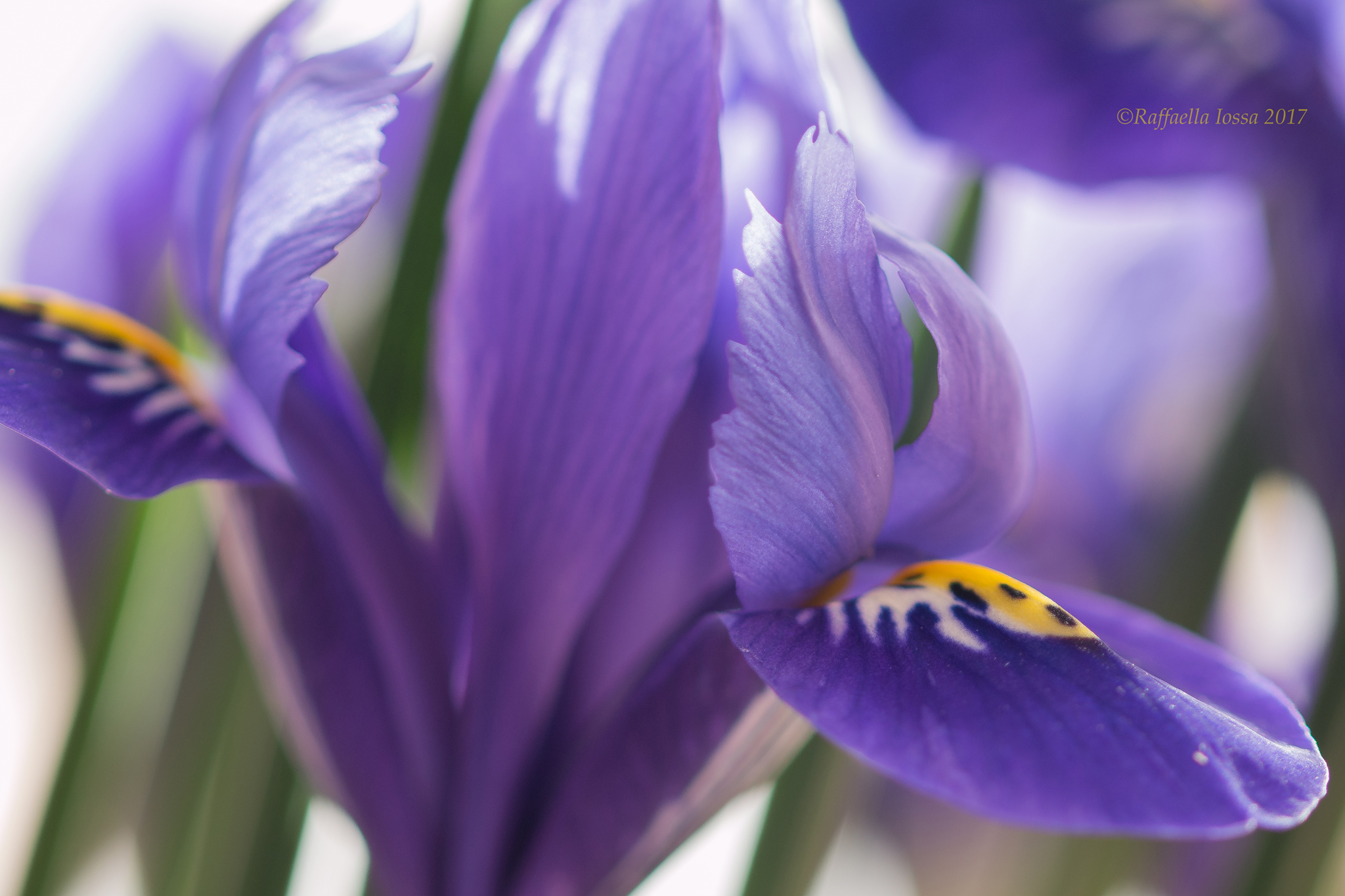 Iris reticulata