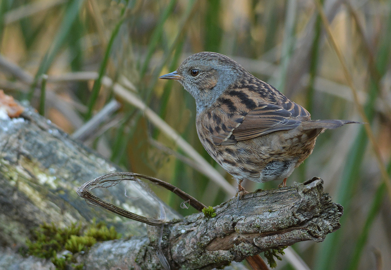 il mimetismo della passera scopaiola