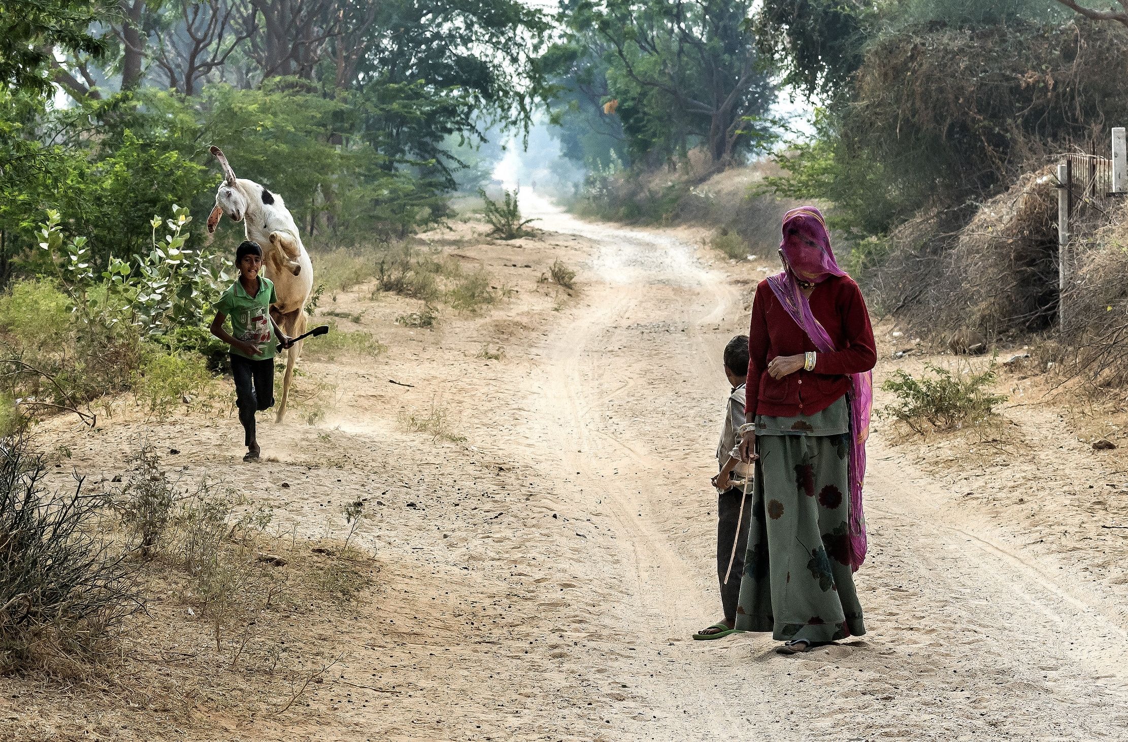 Rajasthan 2017 - La capra irrequieta