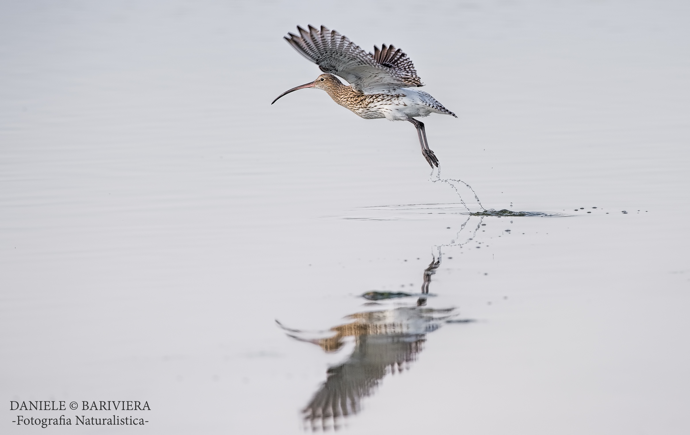 The detachment of the Curlew