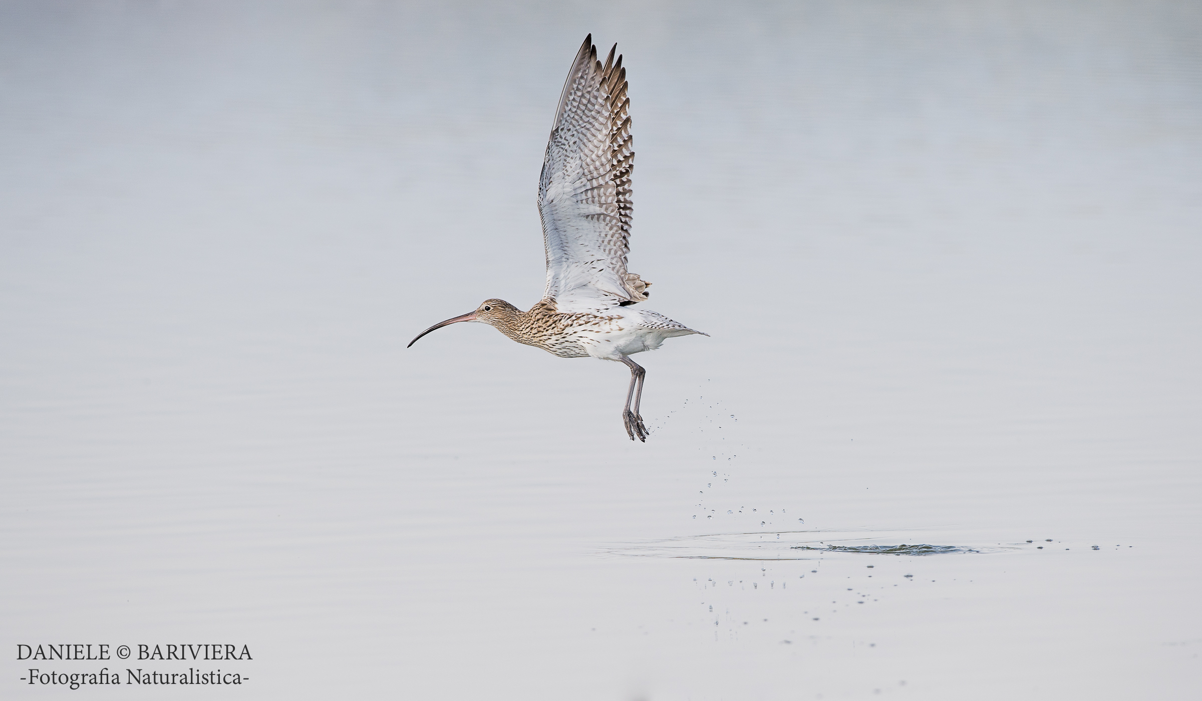 Curlew on the fly