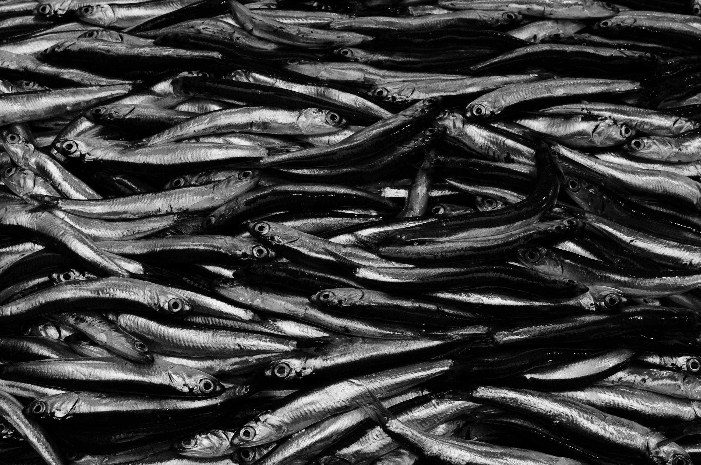 Anchovies