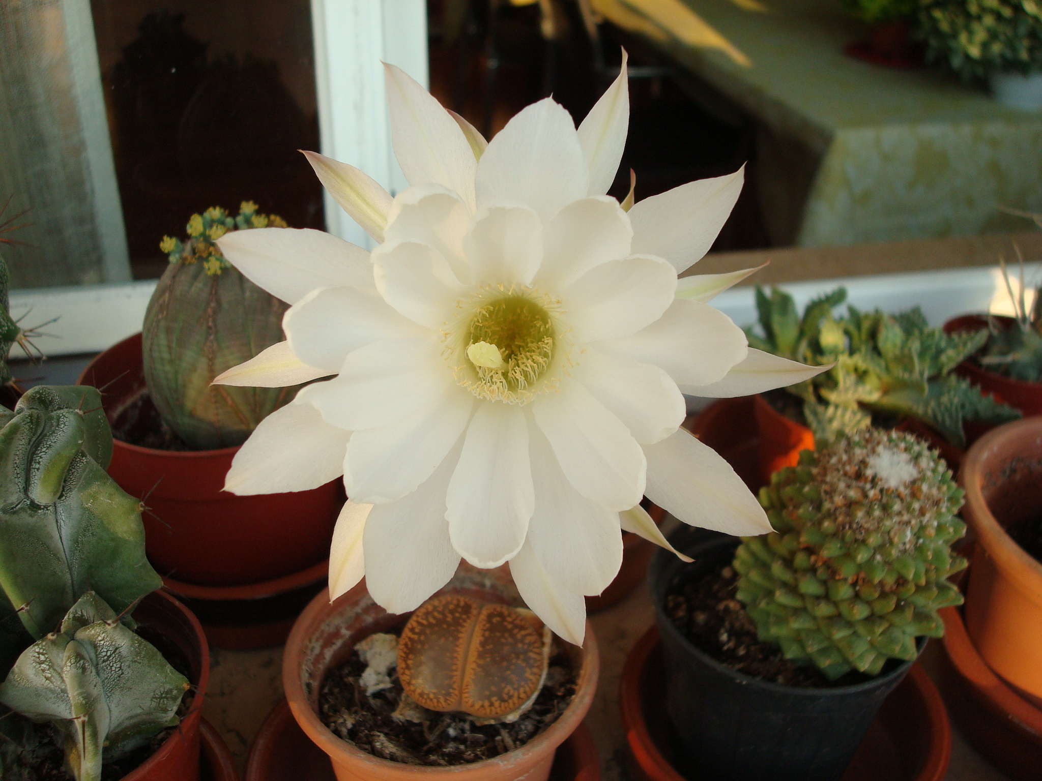 my succulent plants ...