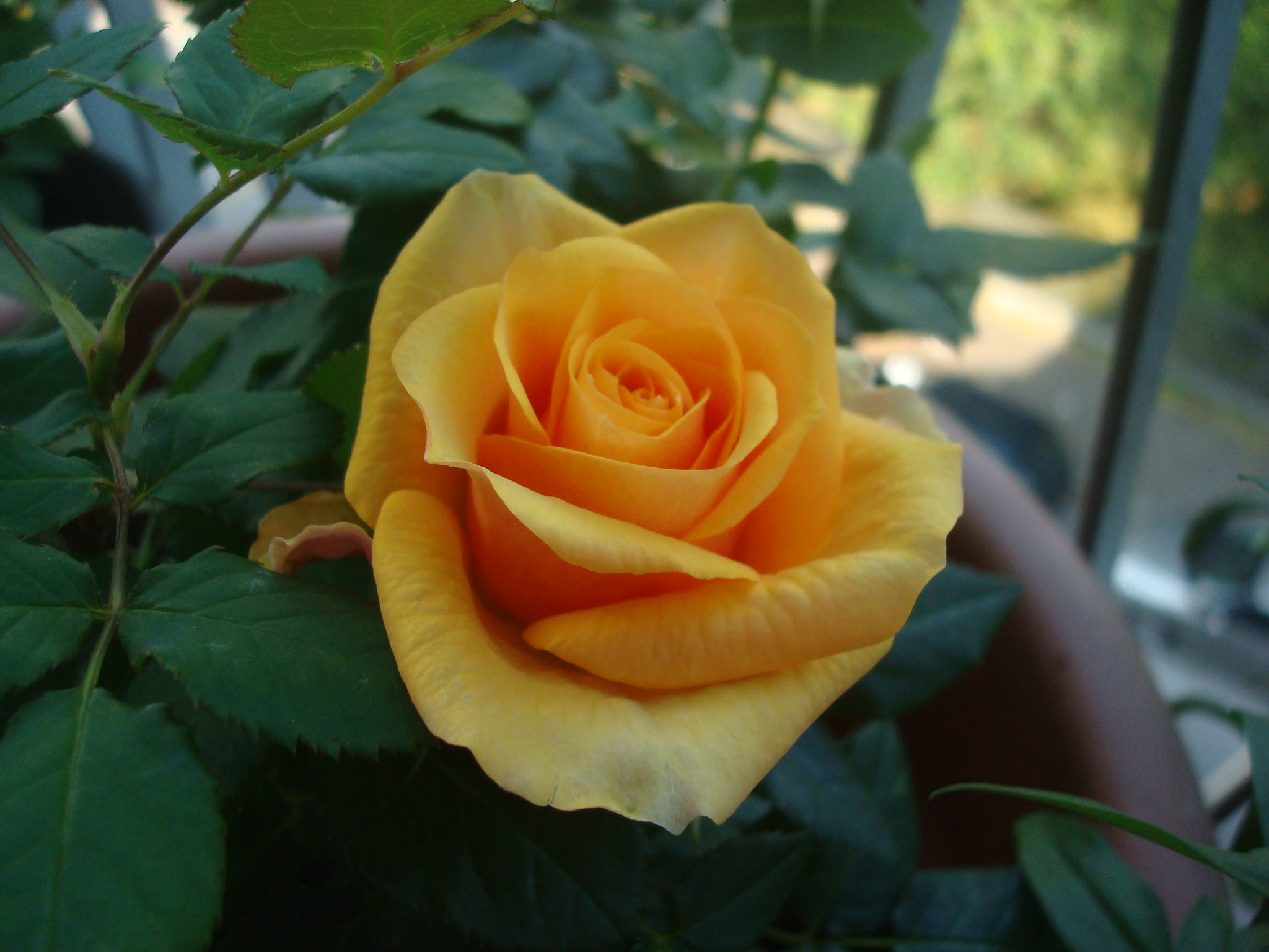 some roses on the terrace ...