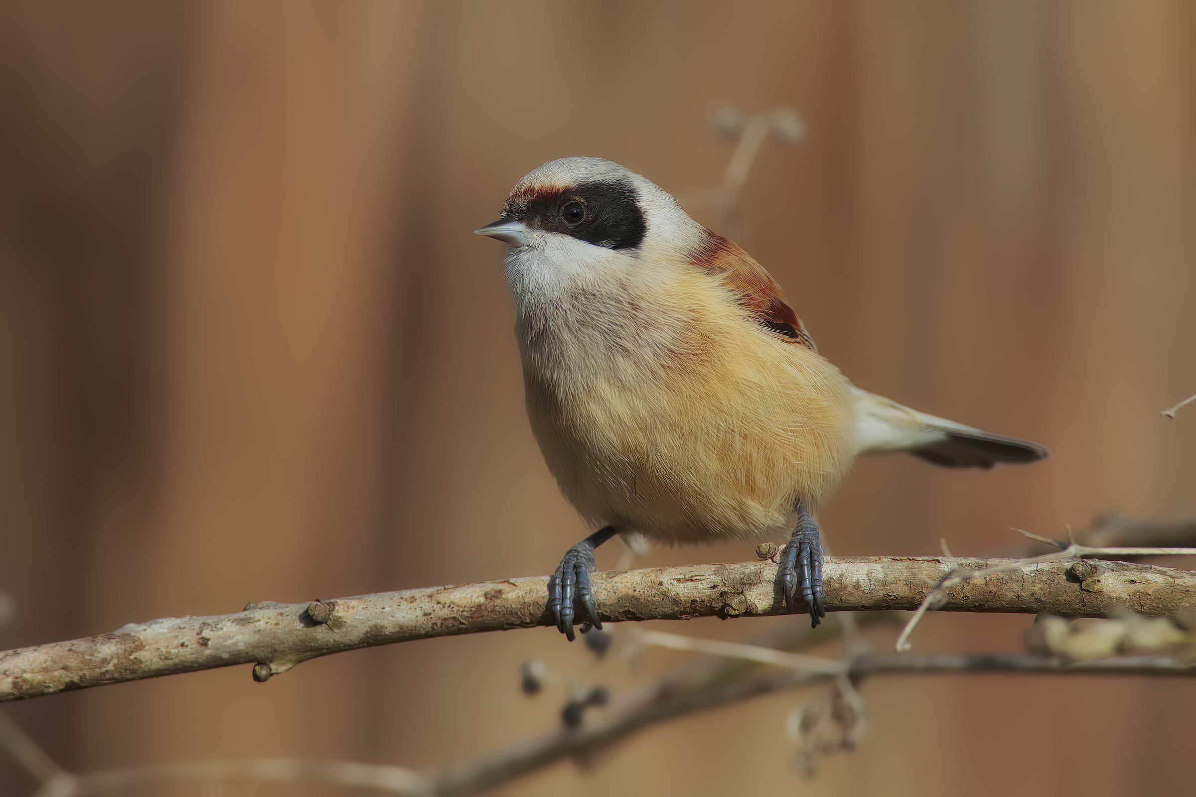 avvistati i pendolini.....