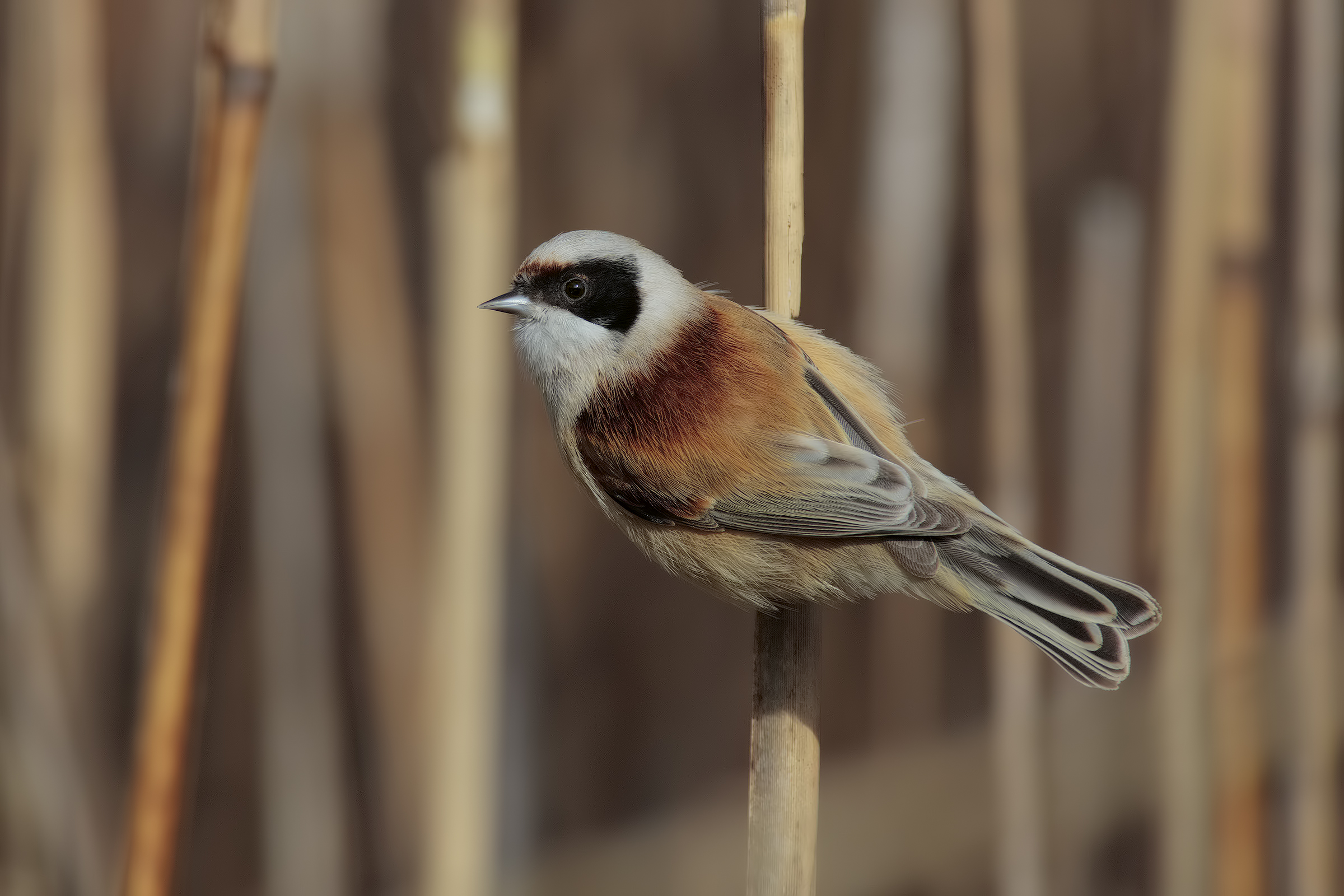 avvistati i pendolini.....2