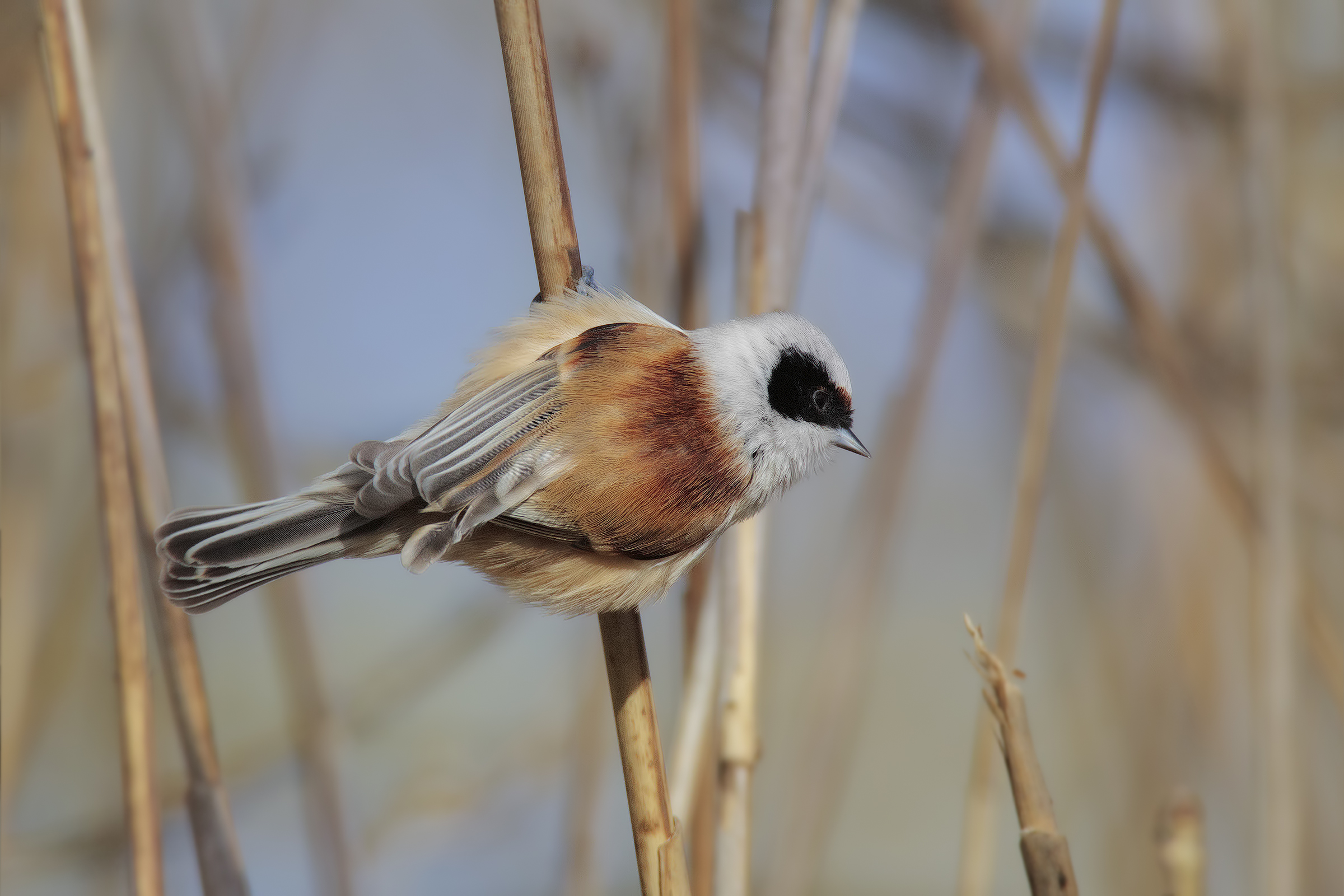 avvistati i pendolini.....4
