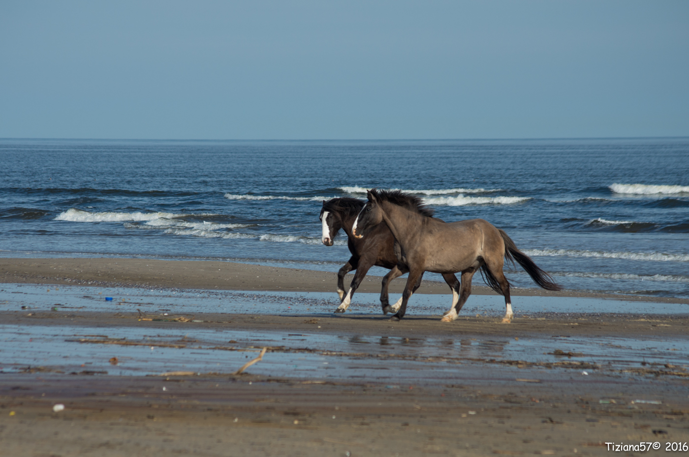 Punta del Este (Uru) - Caballos