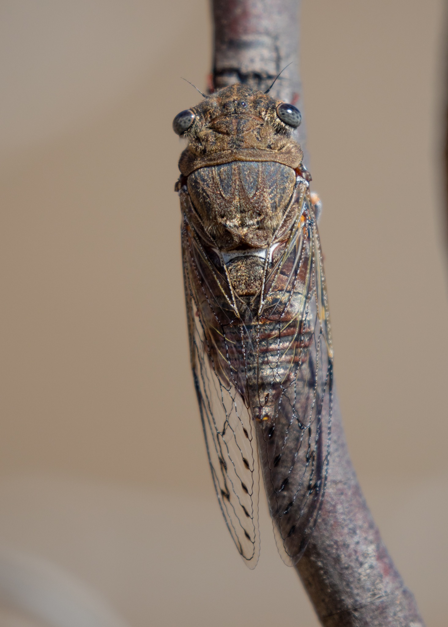 Cicada