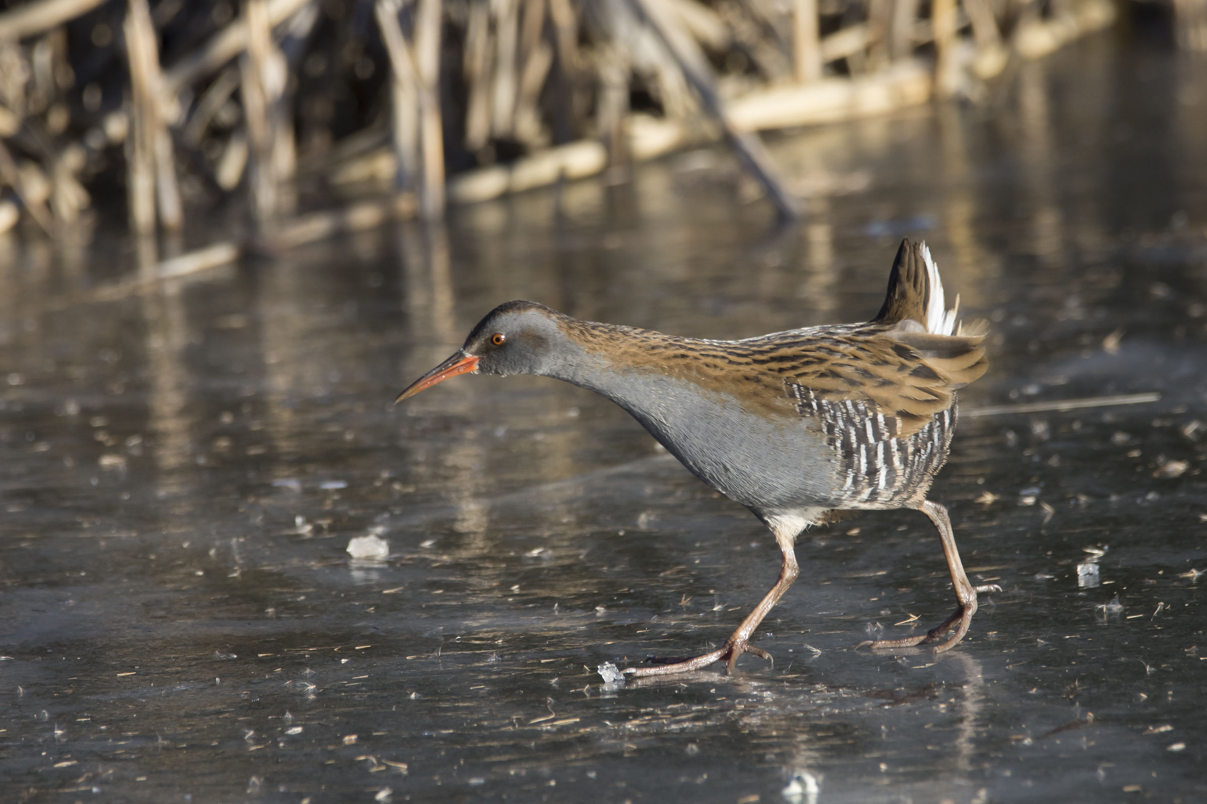 Attenzione che scivoli!