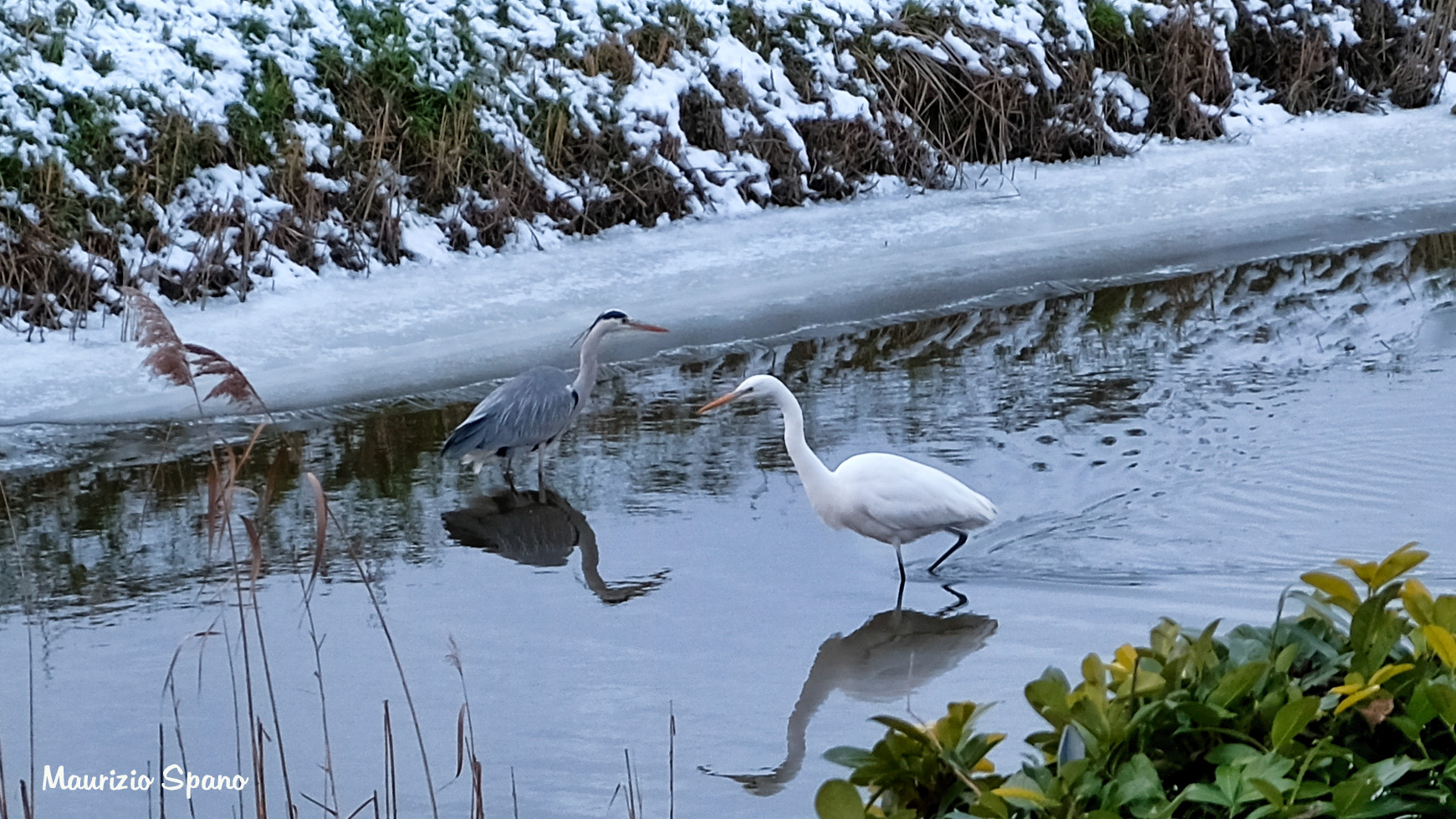 Due pescatori molto attenti... (dietro casa)
