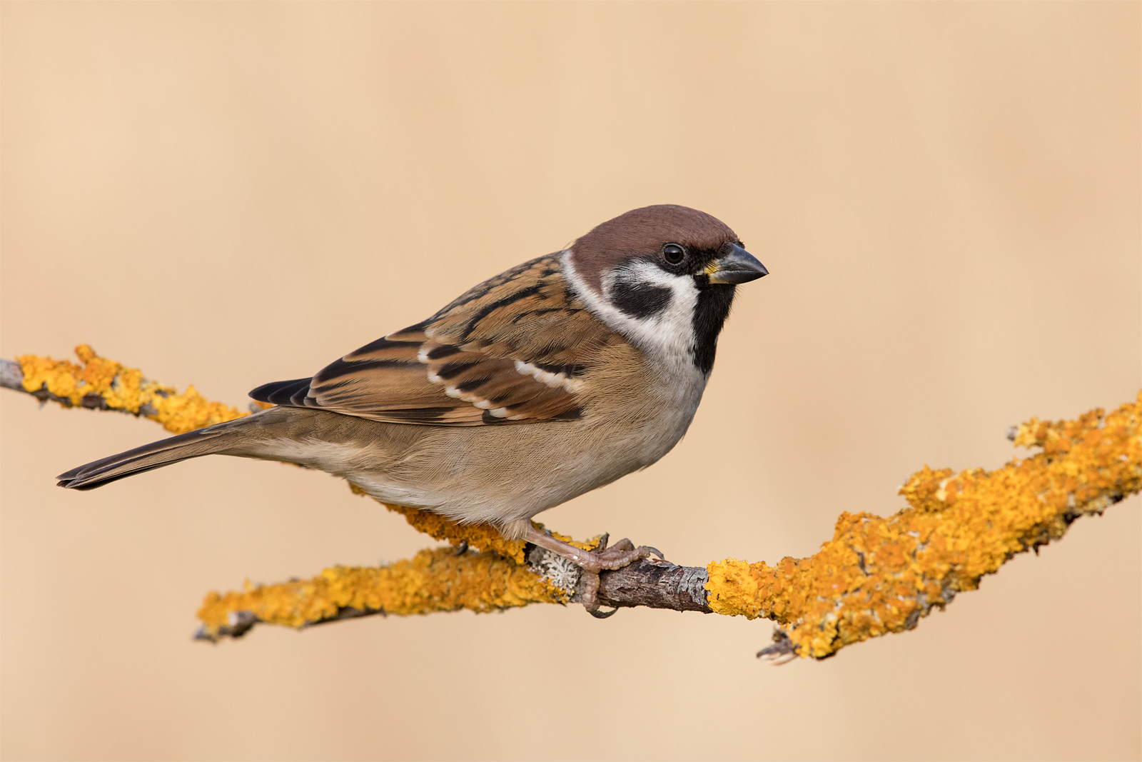 Passera mattugia (Passer montanus)