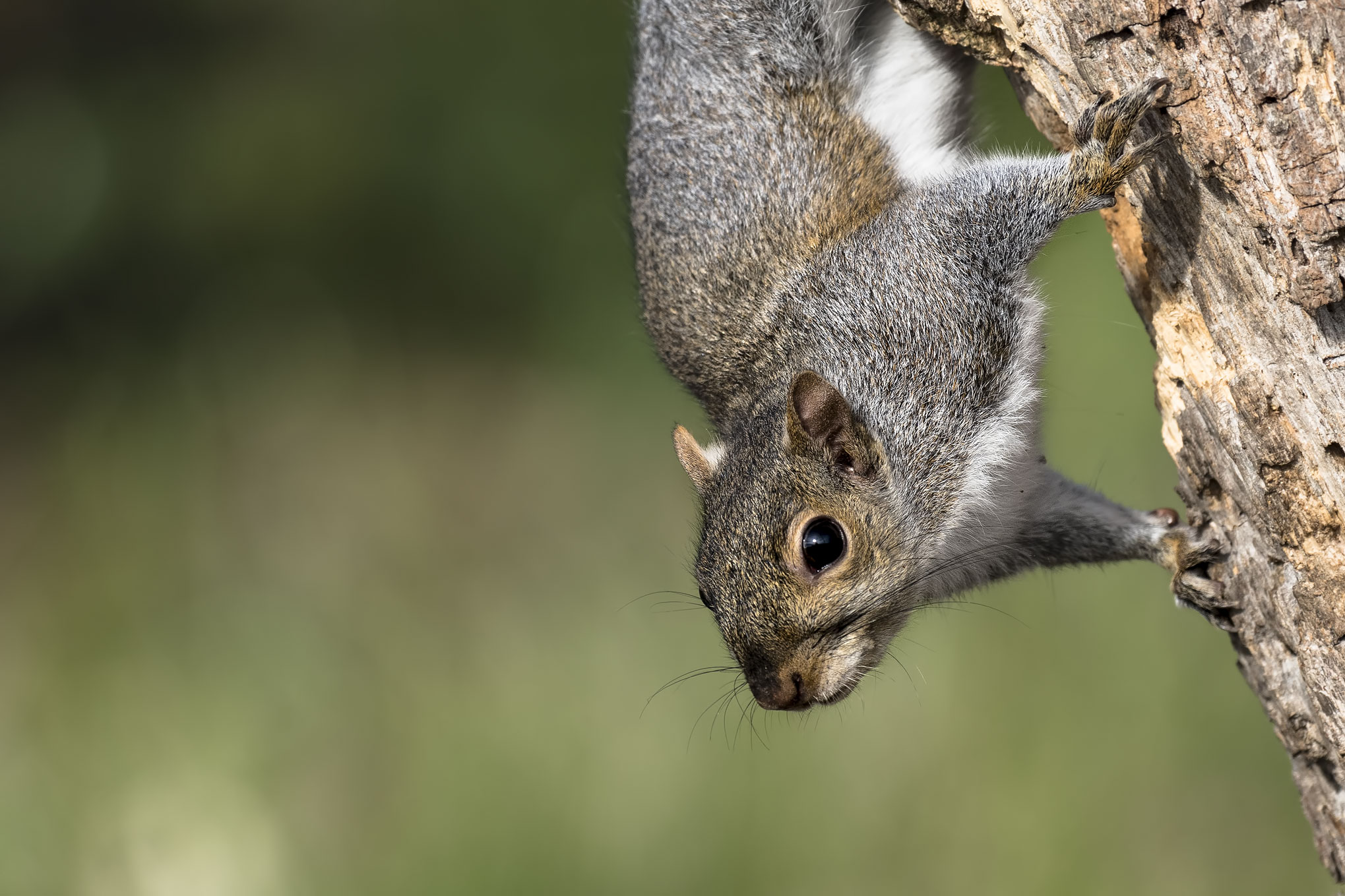 gray squirrel