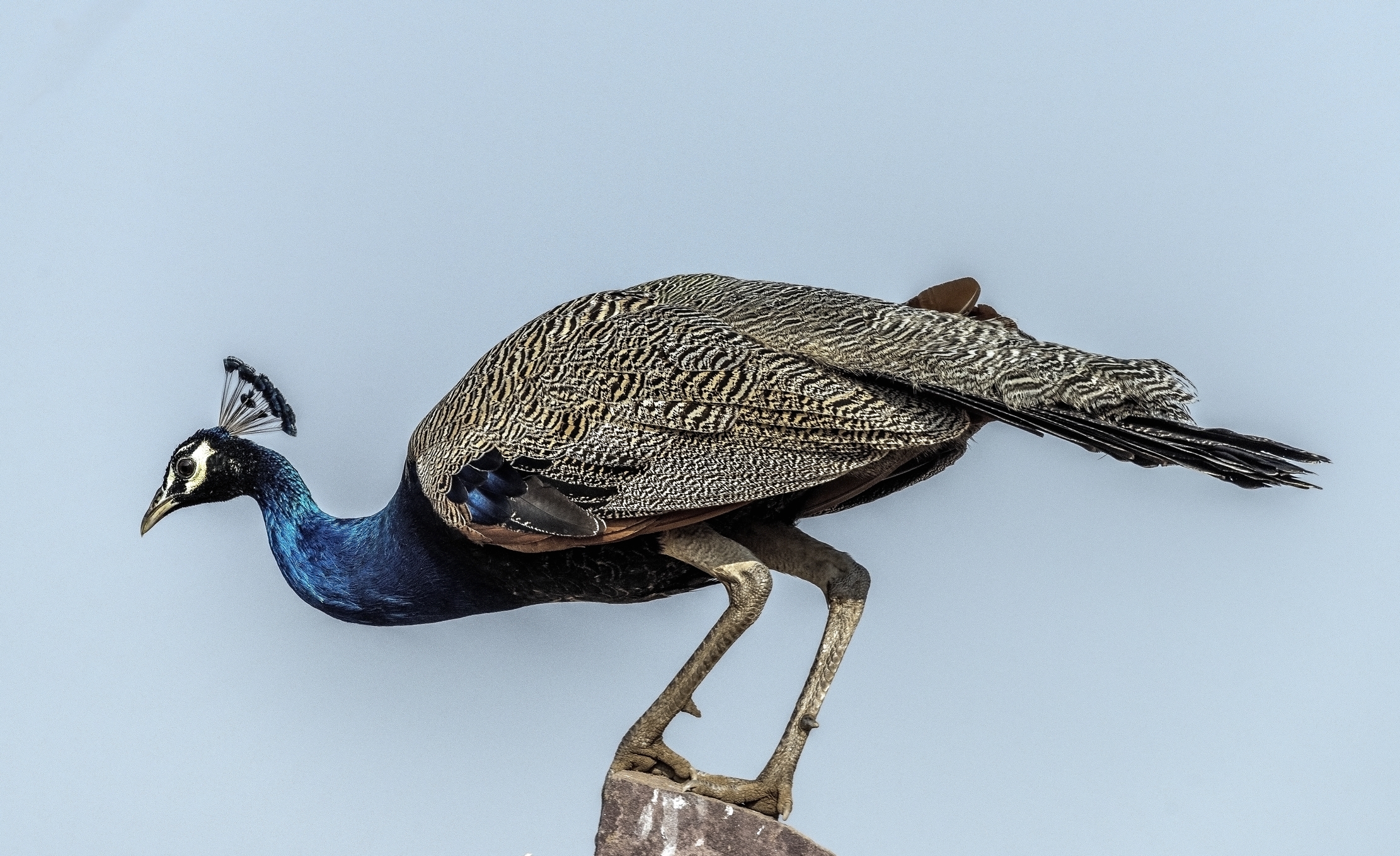 Rajasthan 2017 - Pavoncella