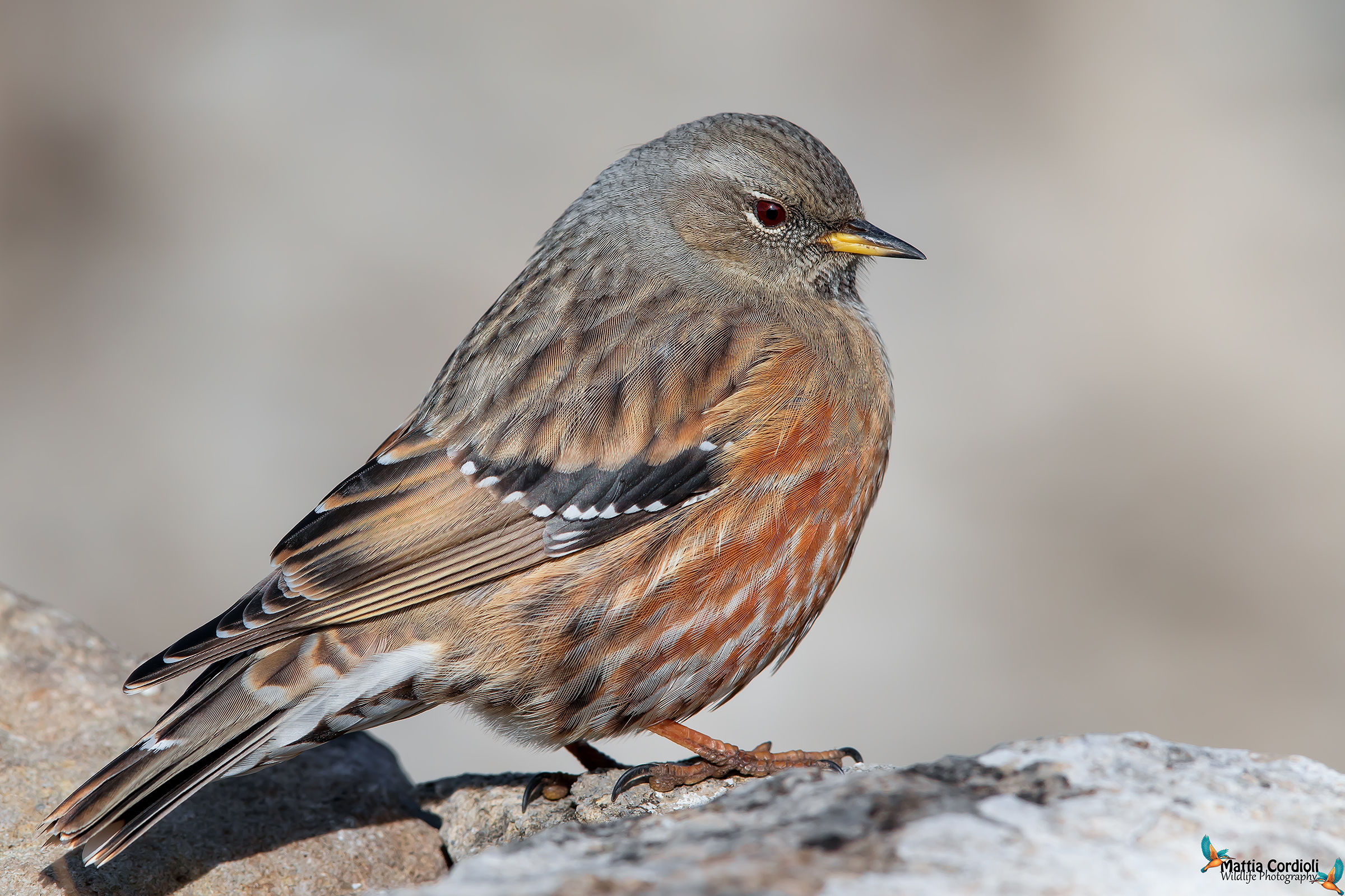 Super Accentor