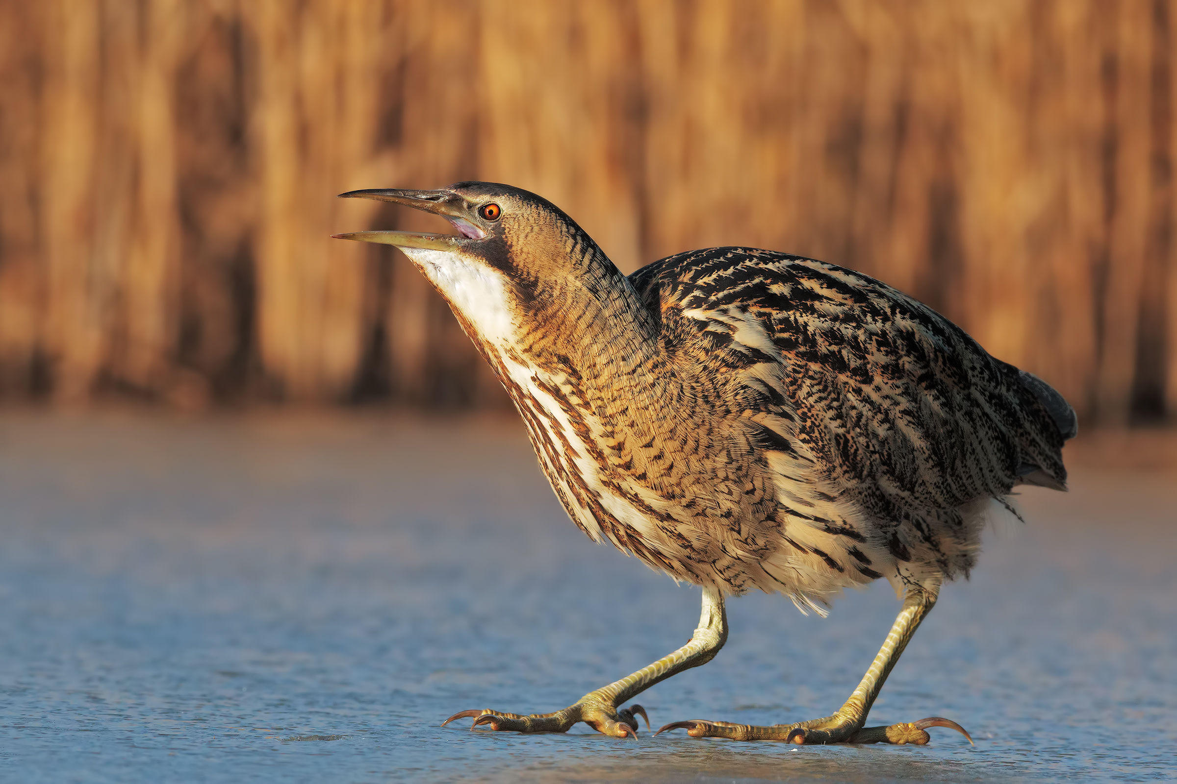 Inverno, tempo di Tarabuso