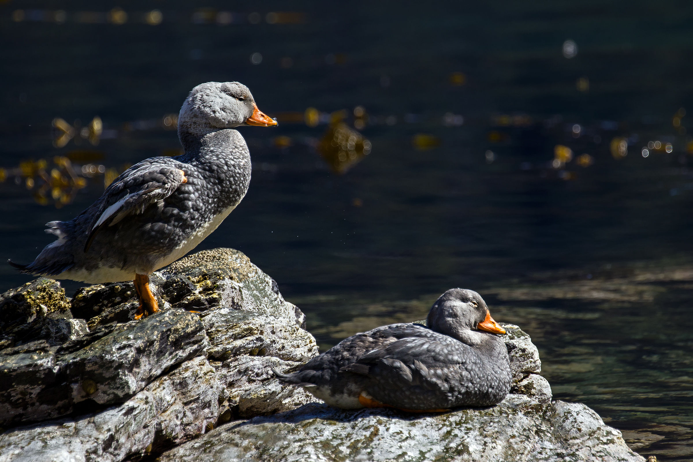 Anatra vaporiera di Magellano