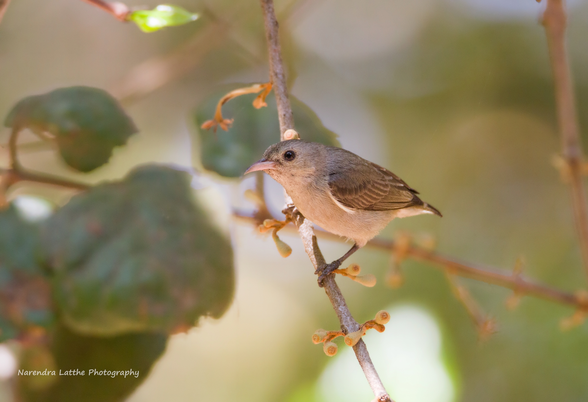 Pale Billed Flowerpecker