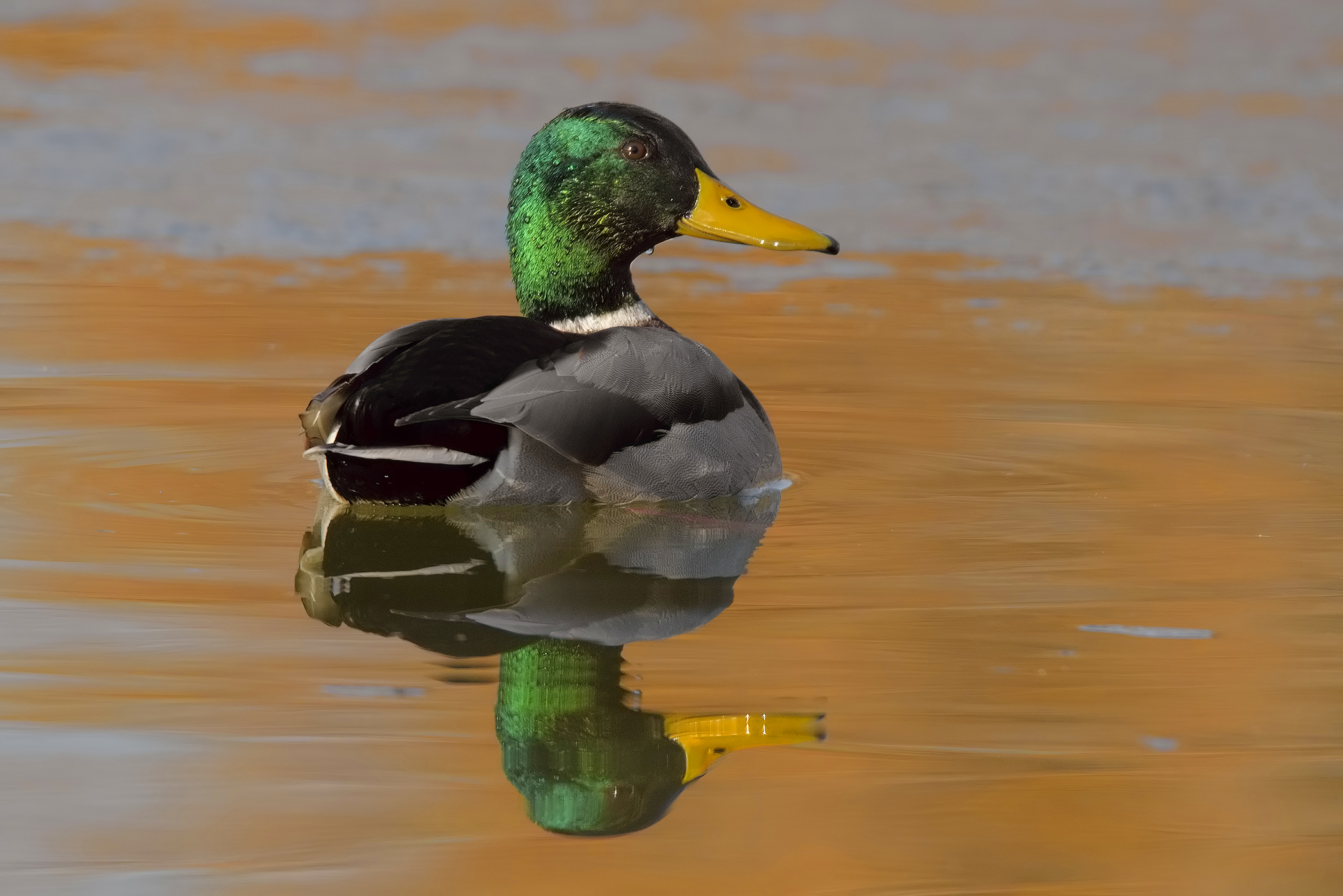 Mallard