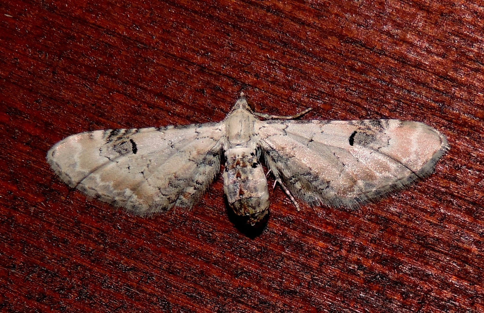 Eupithecia centaureata (Denis & Schiffermuller, 1775)
