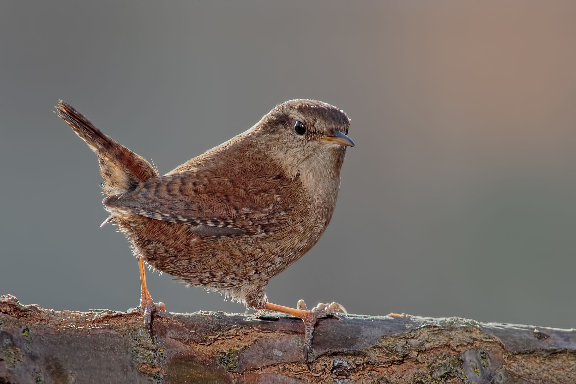 Common wren (Troglodytes troglodytes)