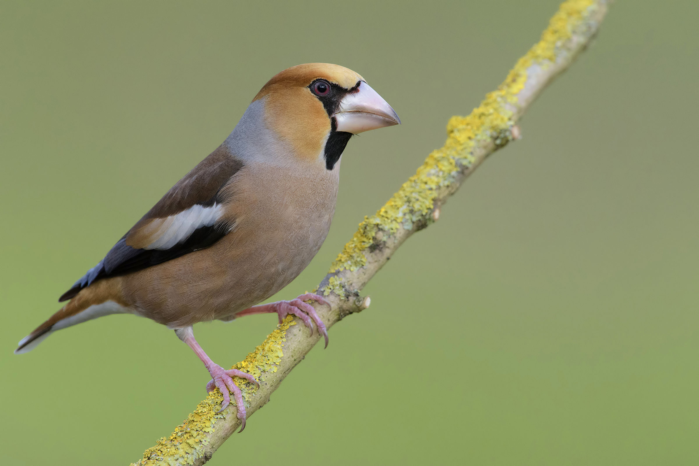 frosone (gennaio '15)