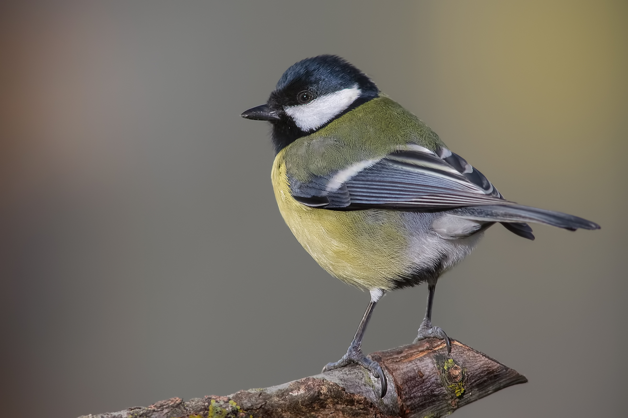 Great Tit (Parus major)