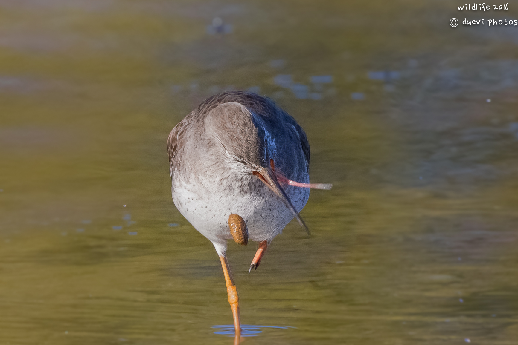 Redshank. The expulsion of the wad