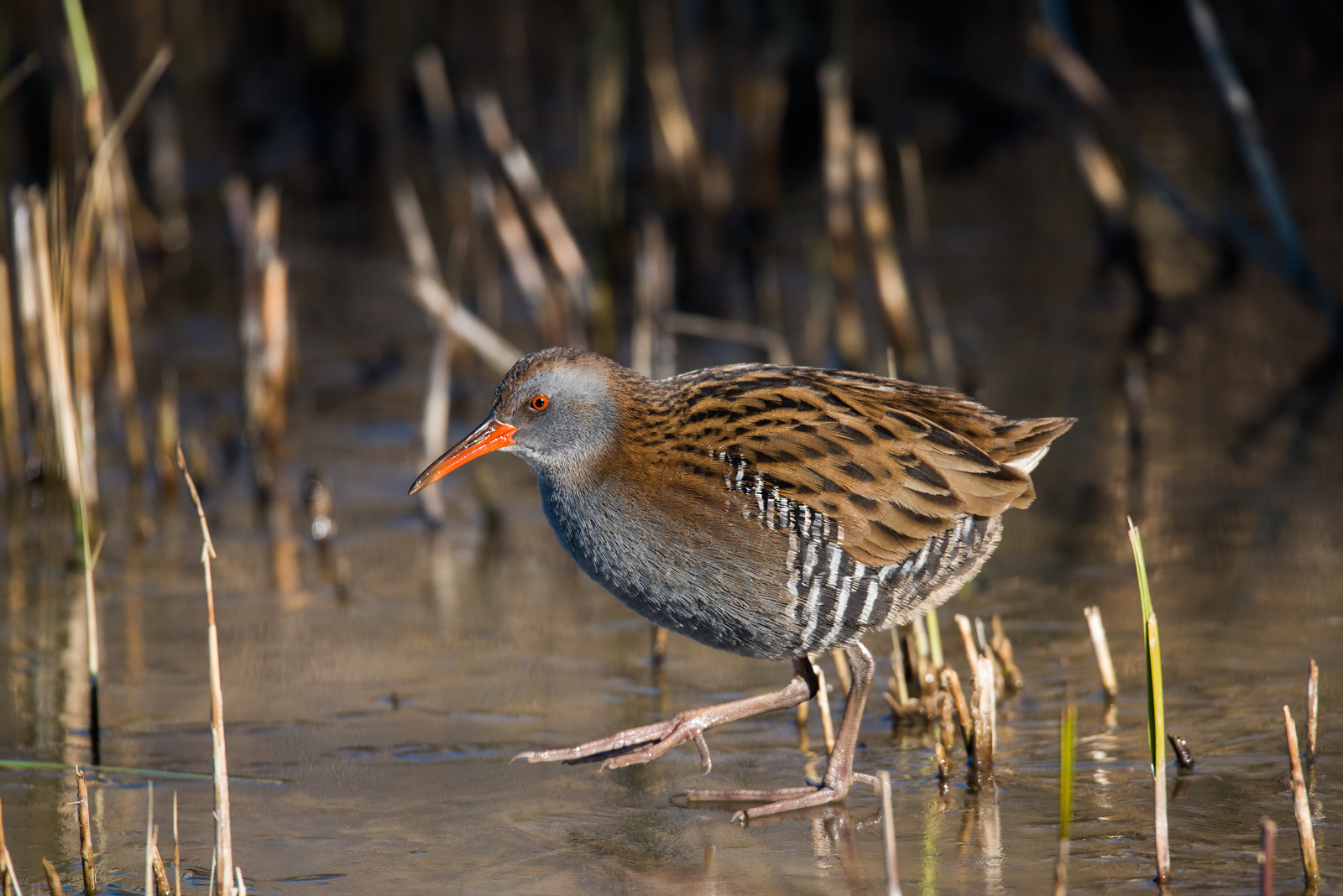 Water Rail on ice