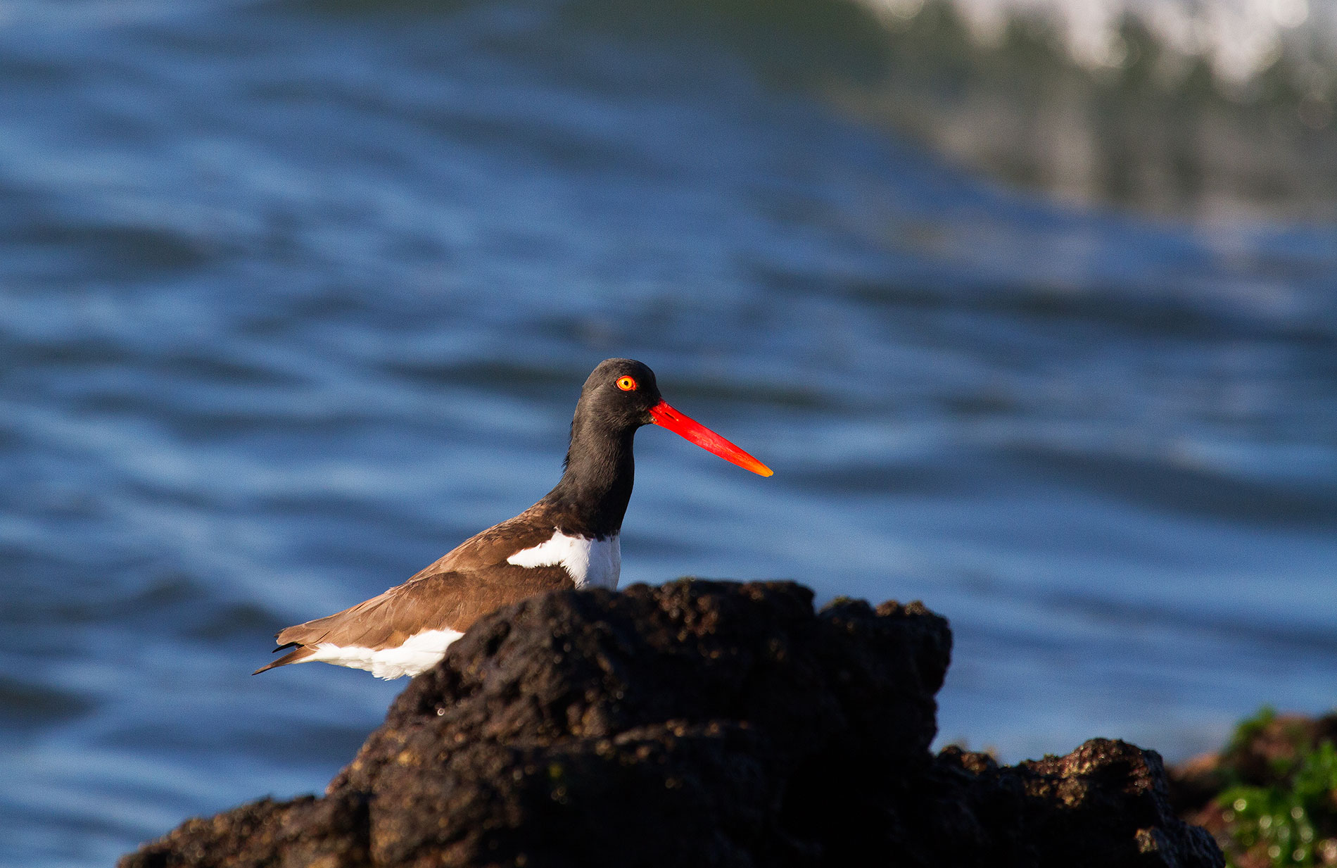 oystercatcher
