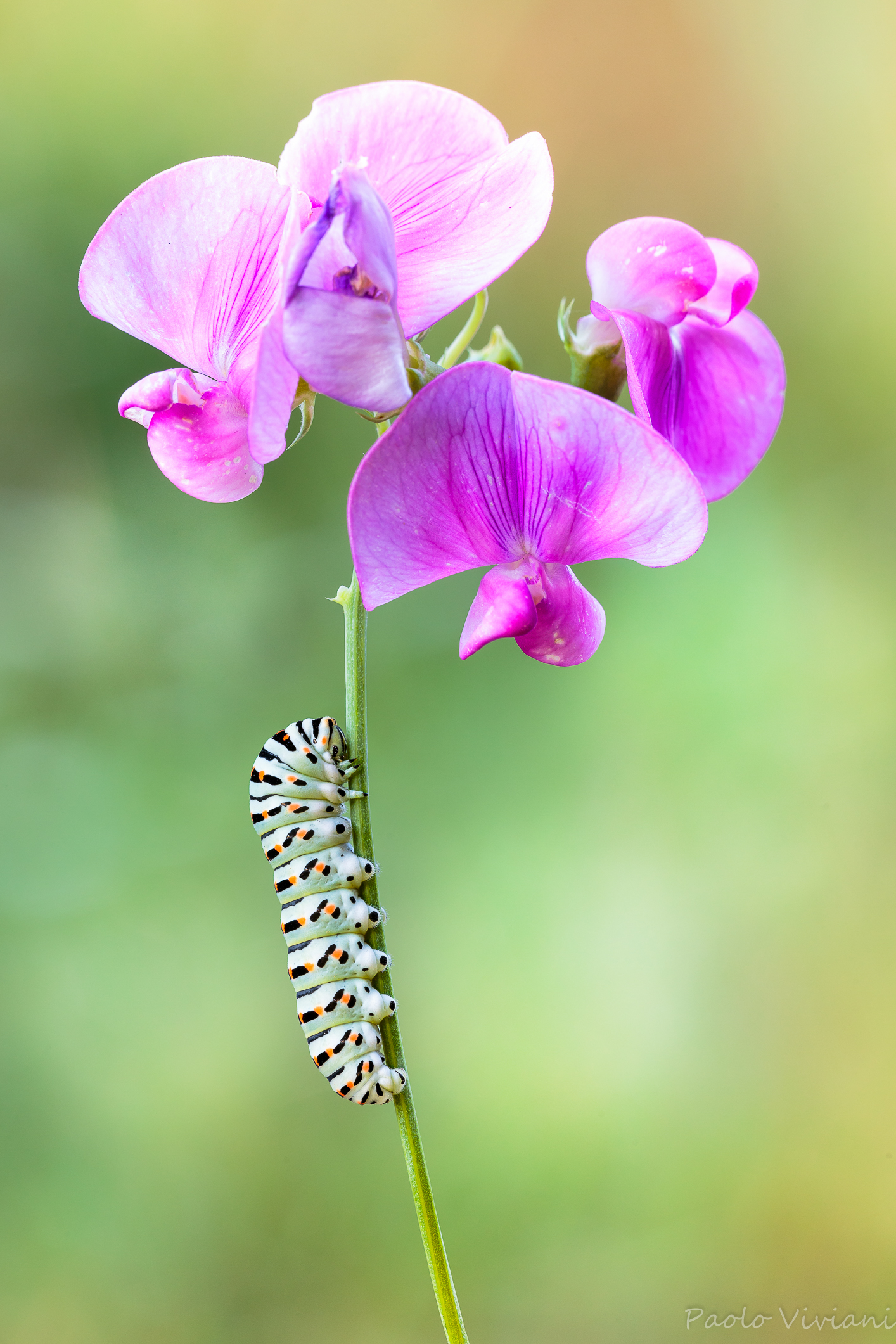 Caterpillar of swallowtail .... :)