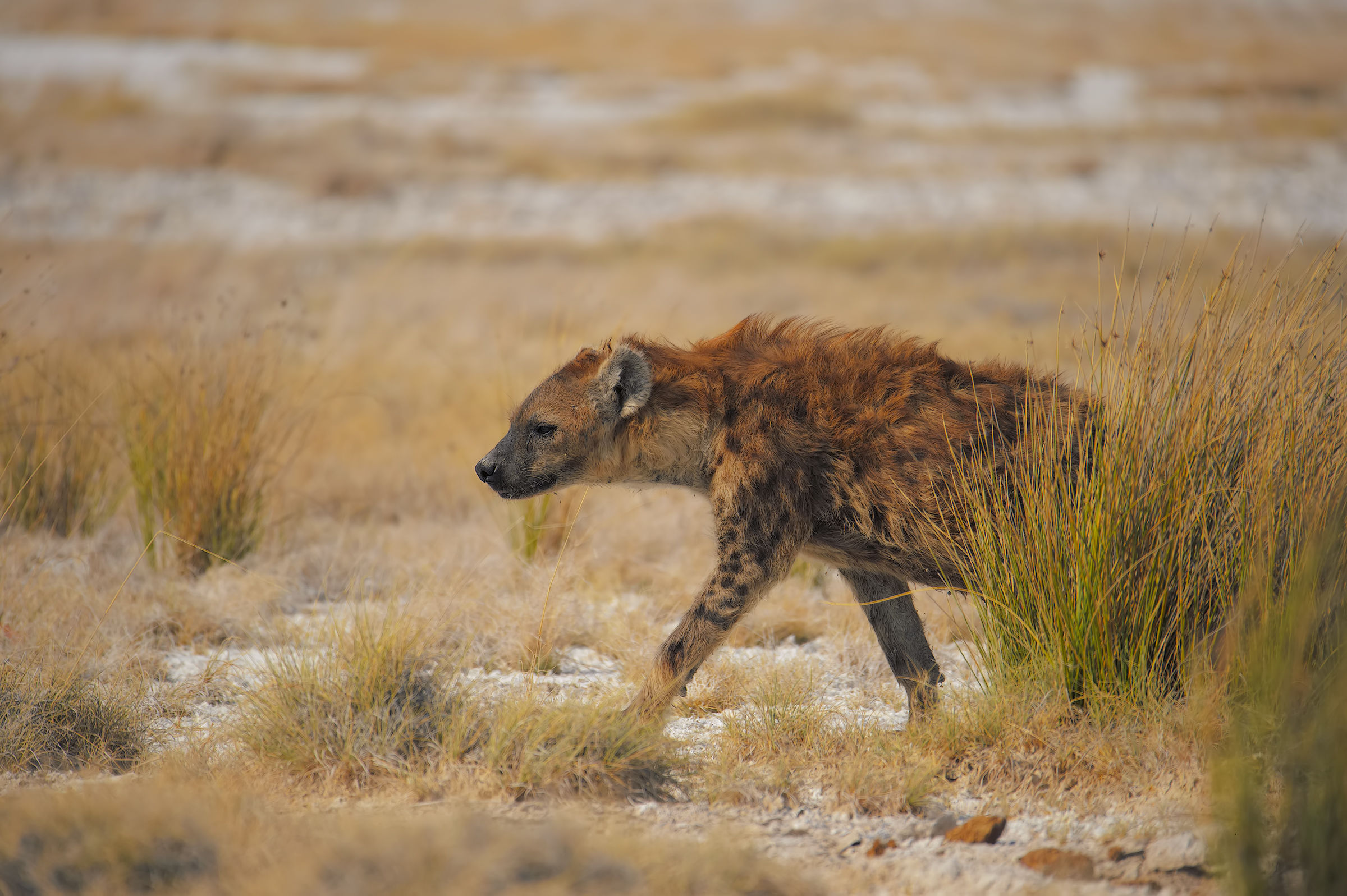 The Hyena of Batia