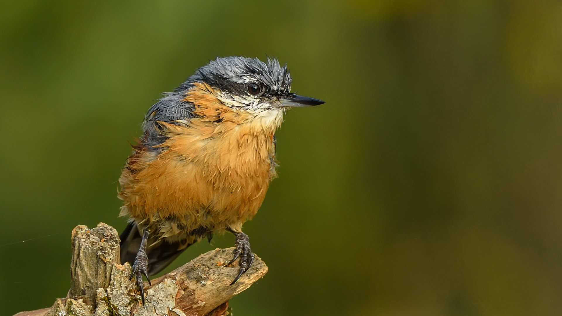Eurasian Nuthatch » Sitta europaea